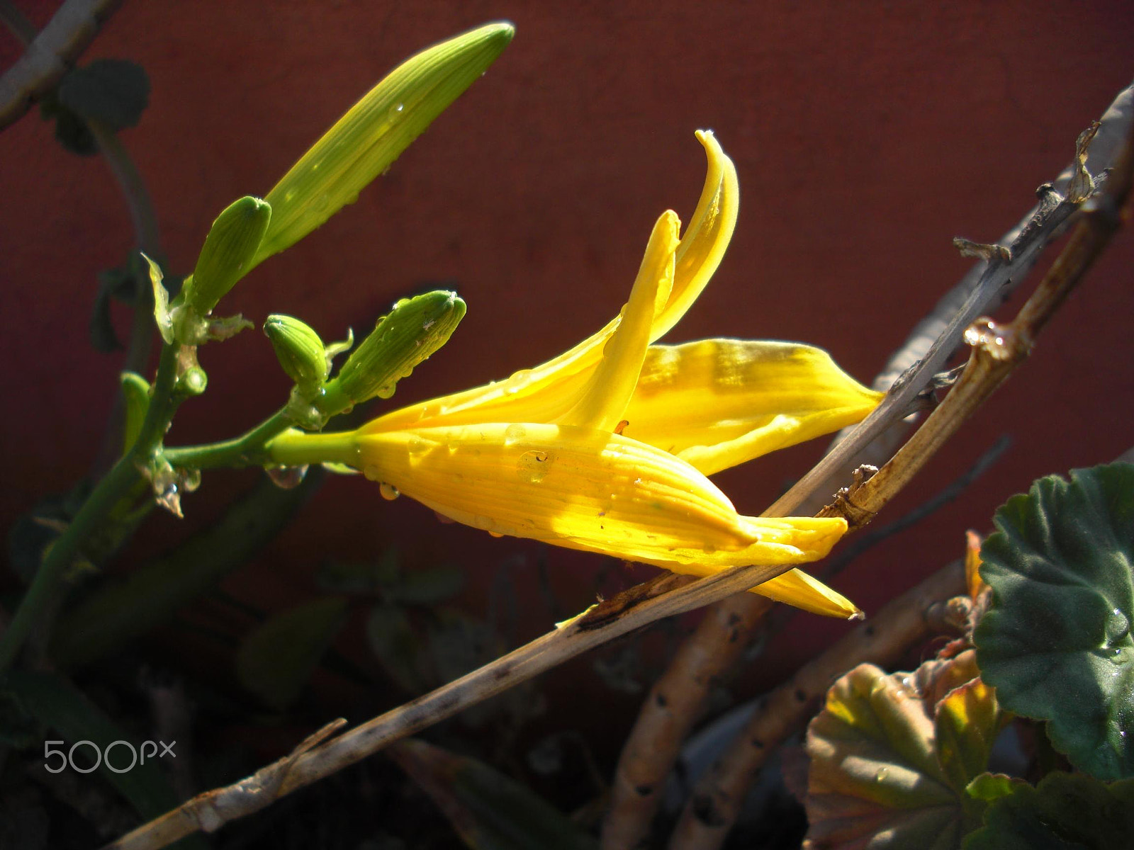 CASIO EX-S10 sample photo. Wet flower photography