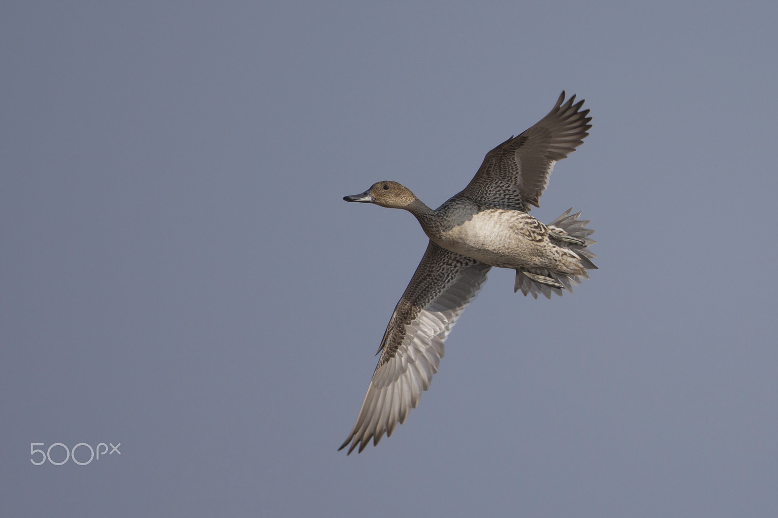 Nikon D7200 + Nikon AF-S Nikkor 600mm F4G ED VR sample photo. Flying free photography