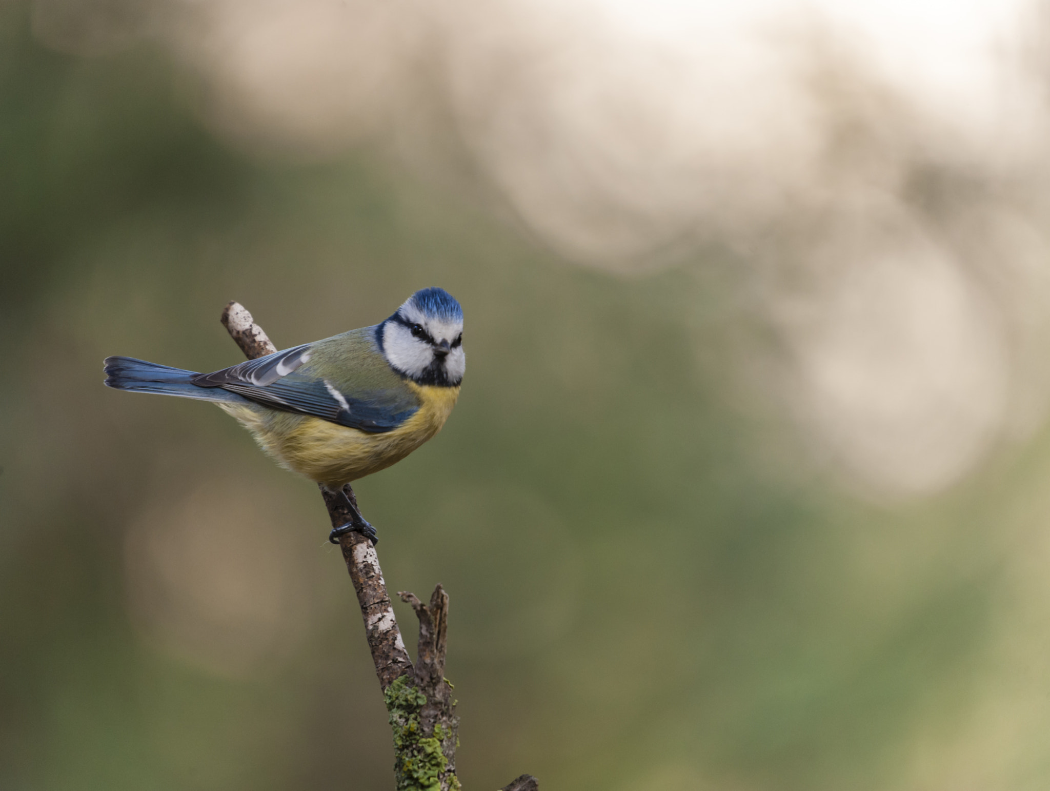 Sigma 50-500mm F4.5-6.3 DG OS HSM sample photo. Un herillo photography