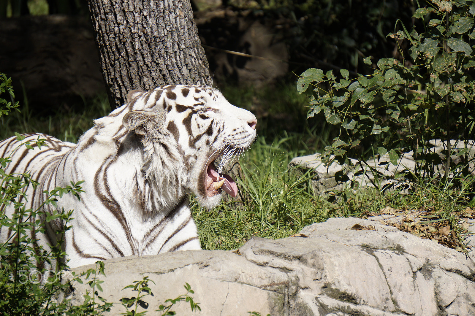 Sony Alpha a3500 + Sony E 55-210mm F4.5-6.3 OSS sample photo. It's very hard to be a white tiger photography