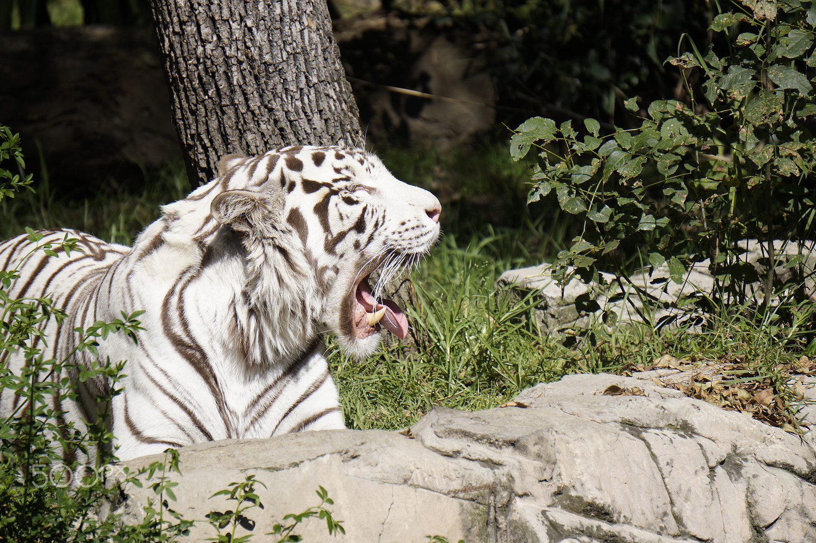 Sony E 55-210mm F4.5-6.3 OSS sample photo. It's very hard to be a white tiger photography