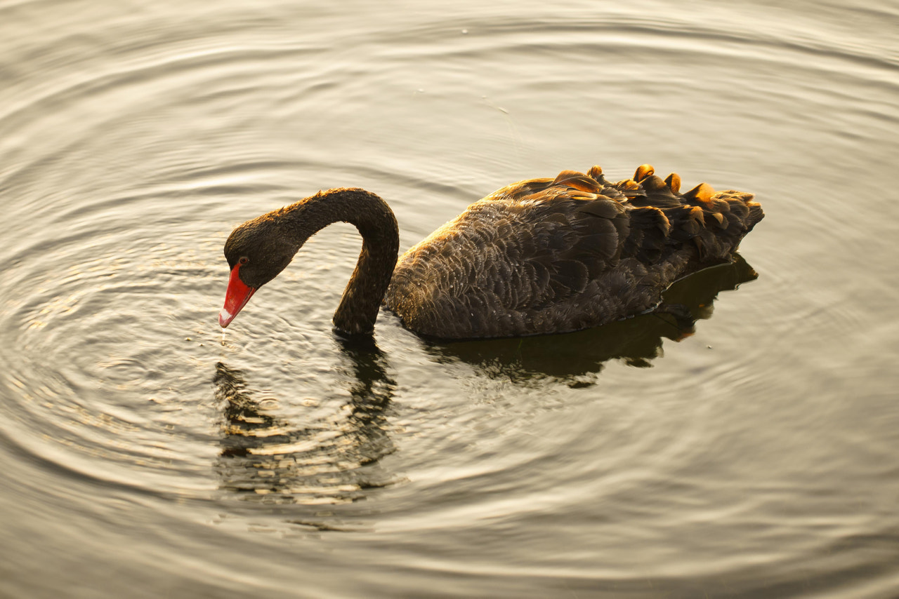 Sony a7R II + Canon EF 100mm F2.8L Macro IS USM sample photo. Water bird photography