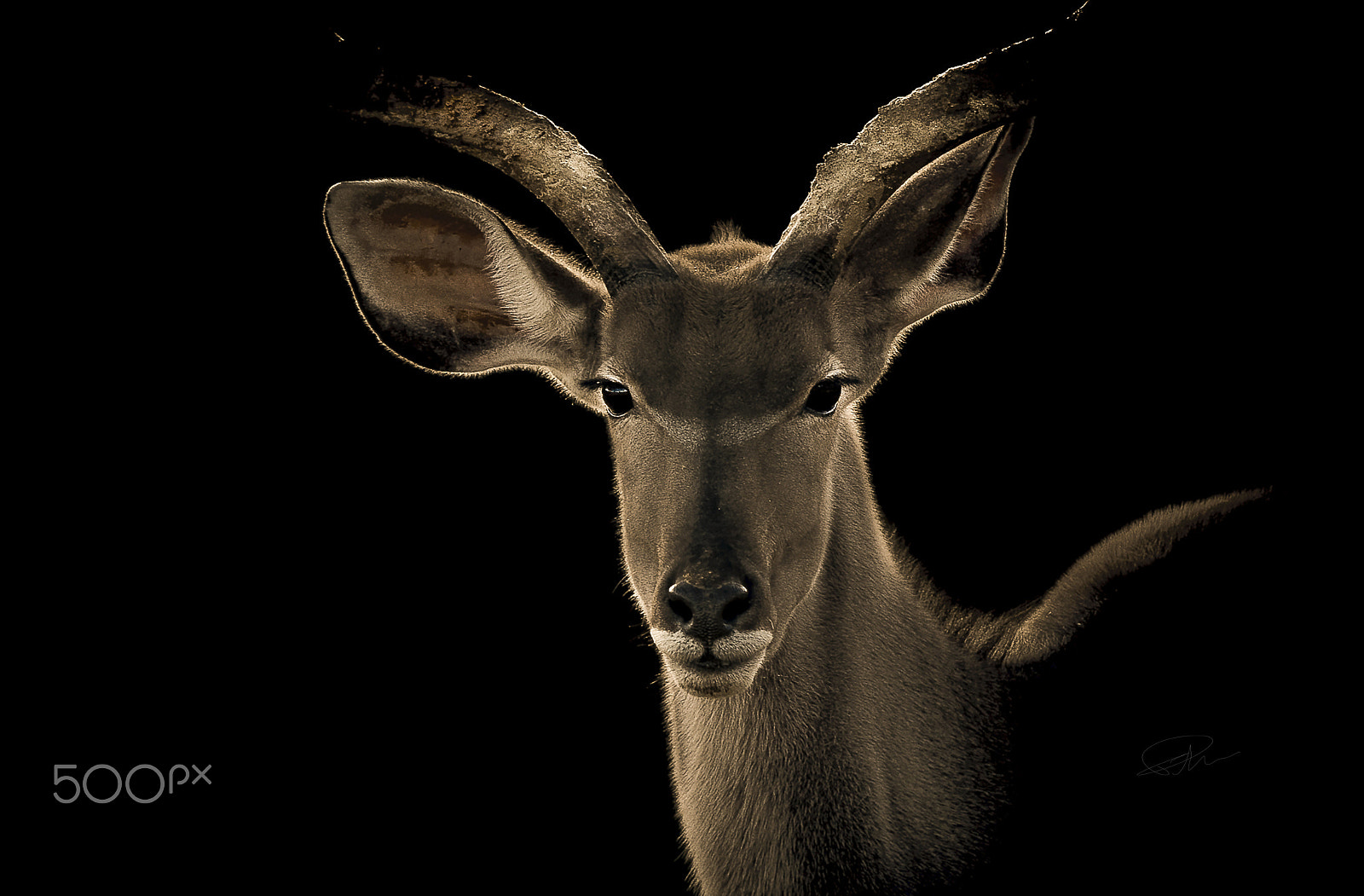 Canon EOS-1D Mark III sample photo. Kuduhr photography