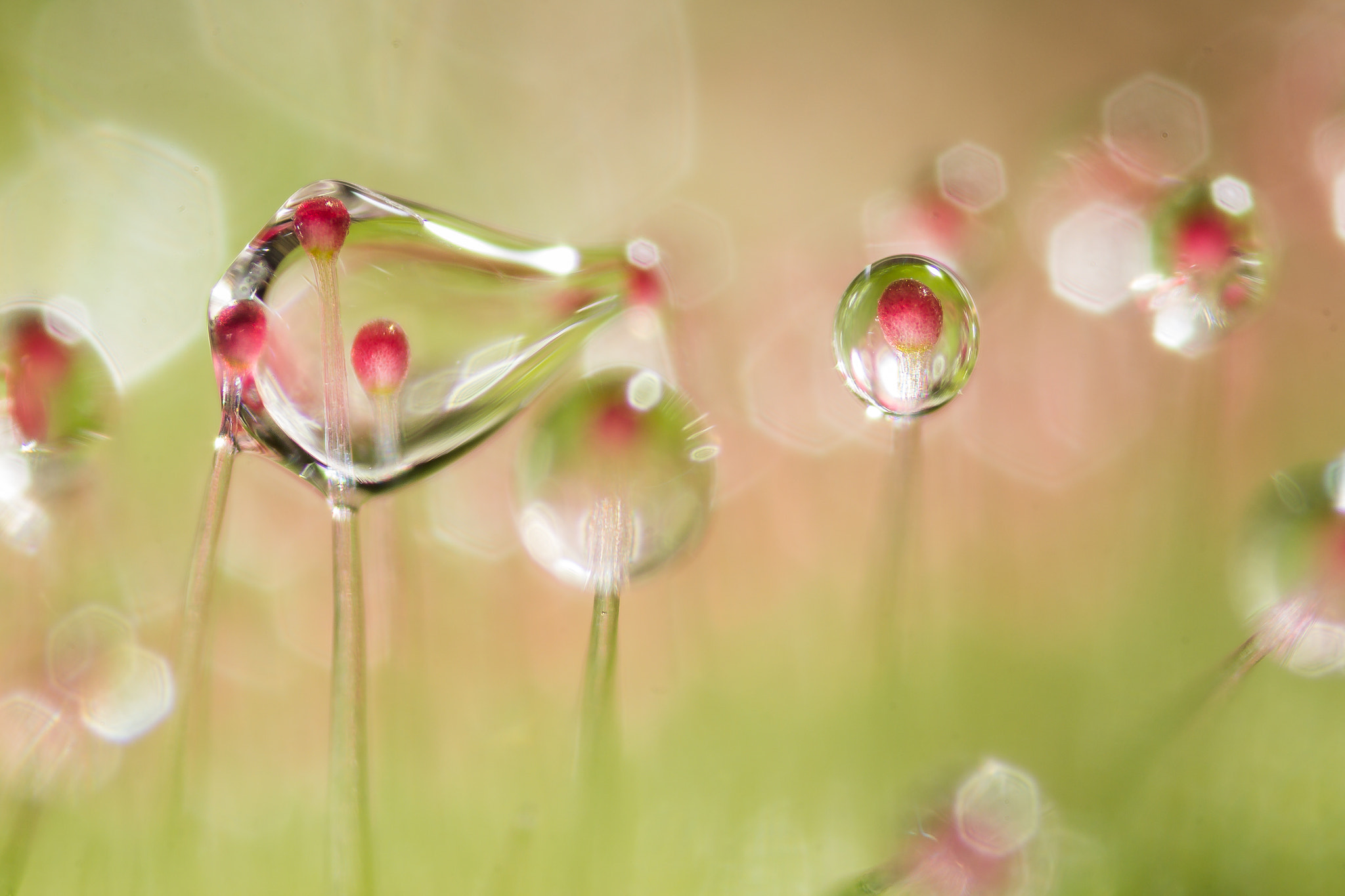 Canon MP-E 65mm F2.5 1-5x Macro Photo sample photo. Melting sundew droplets photography