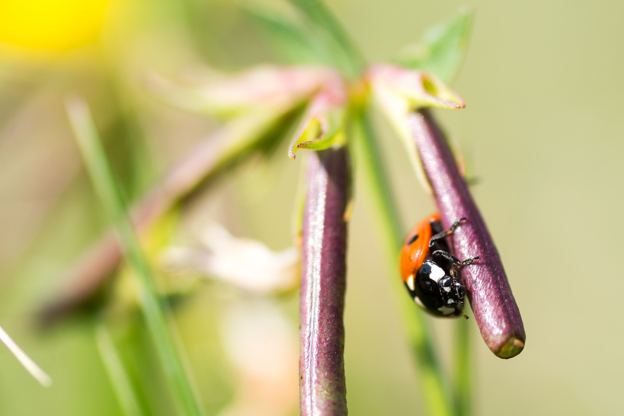 Canon EOS 650D (EOS Rebel T4i / EOS Kiss X6i) + Tamron SP AF 90mm F2.8 Di Macro sample photo. Ladybird beetle close-up photography