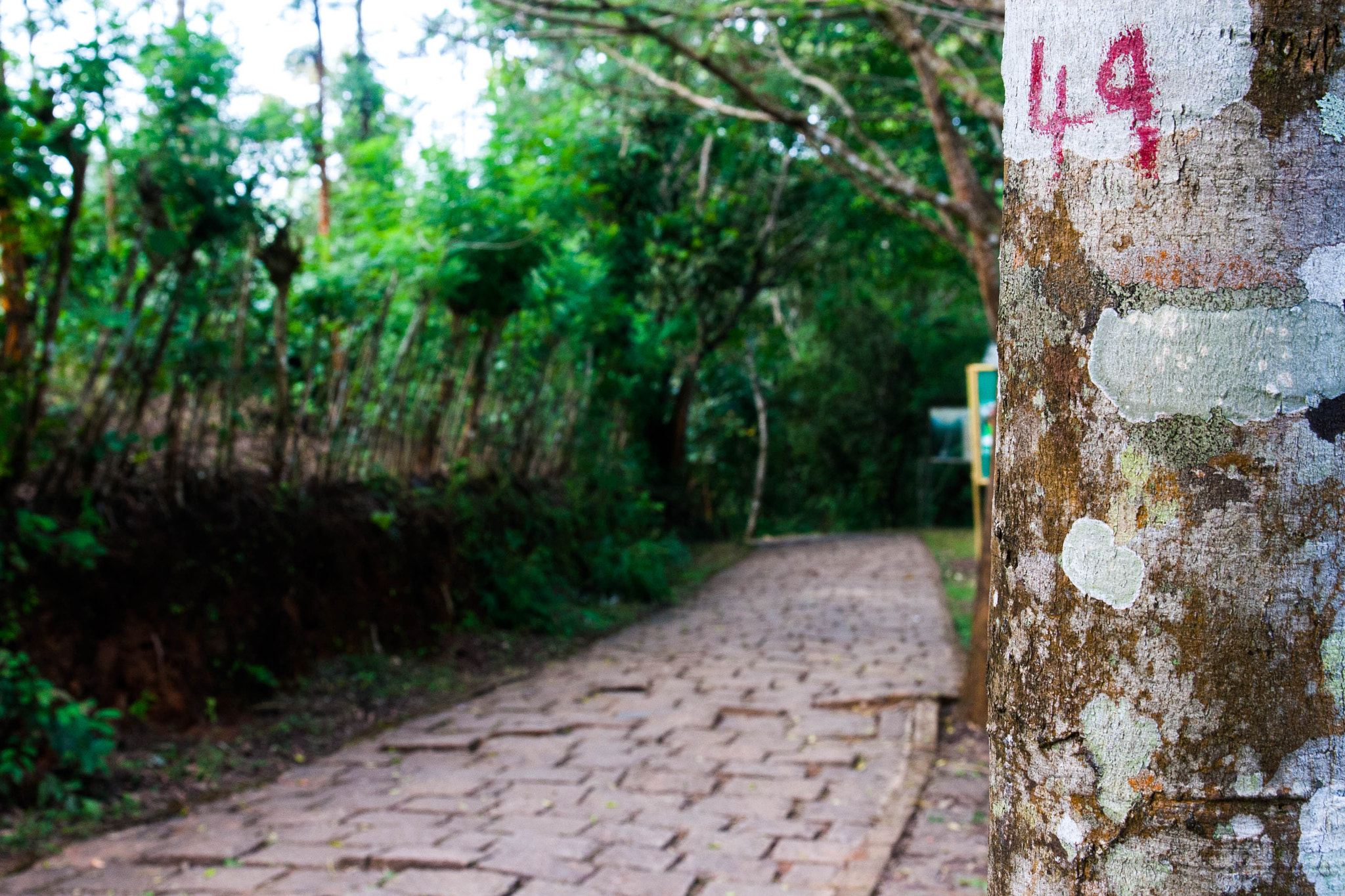 Sigma 17-70mm F2.8-4 DC Macro OS HSM sample photo. Something about paths photography