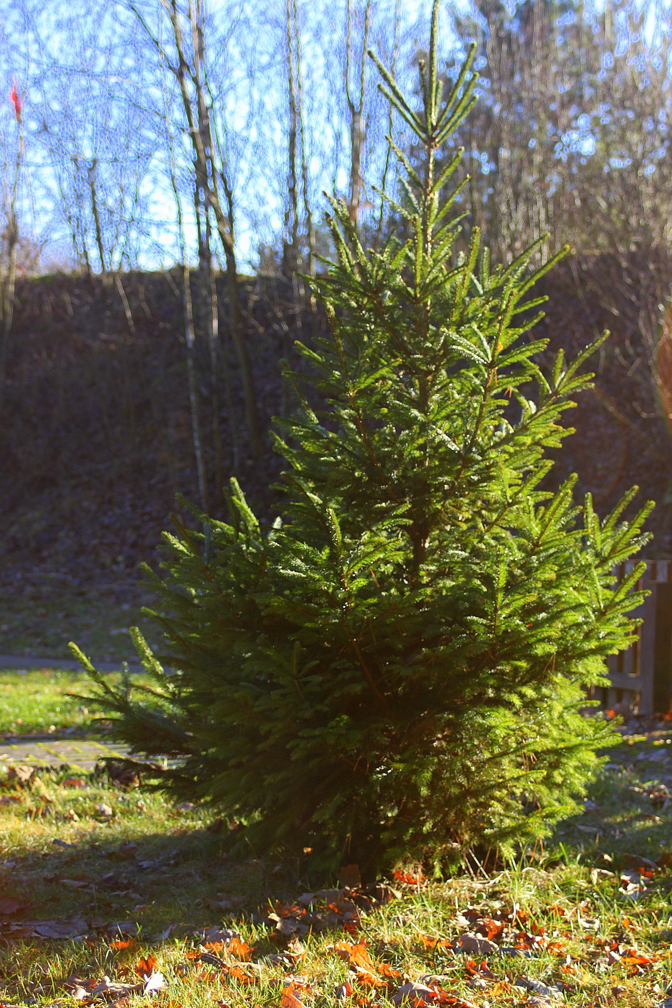 Canon EF 28-90mm f/4-5.6 sample photo. Natural xmass tree photography