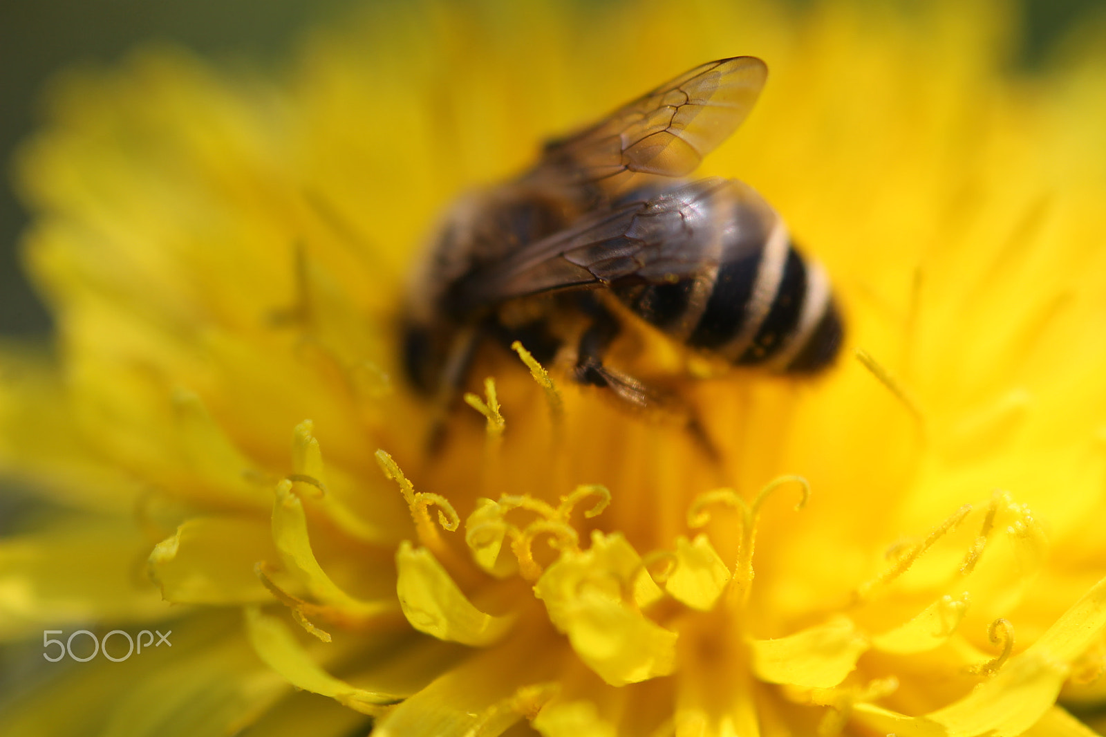 Canon EOS 1100D (EOS Rebel T3 / EOS Kiss X50) + Sigma 105mm F2.8 EX DG Macro sample photo. Bee on dandelion flower photography