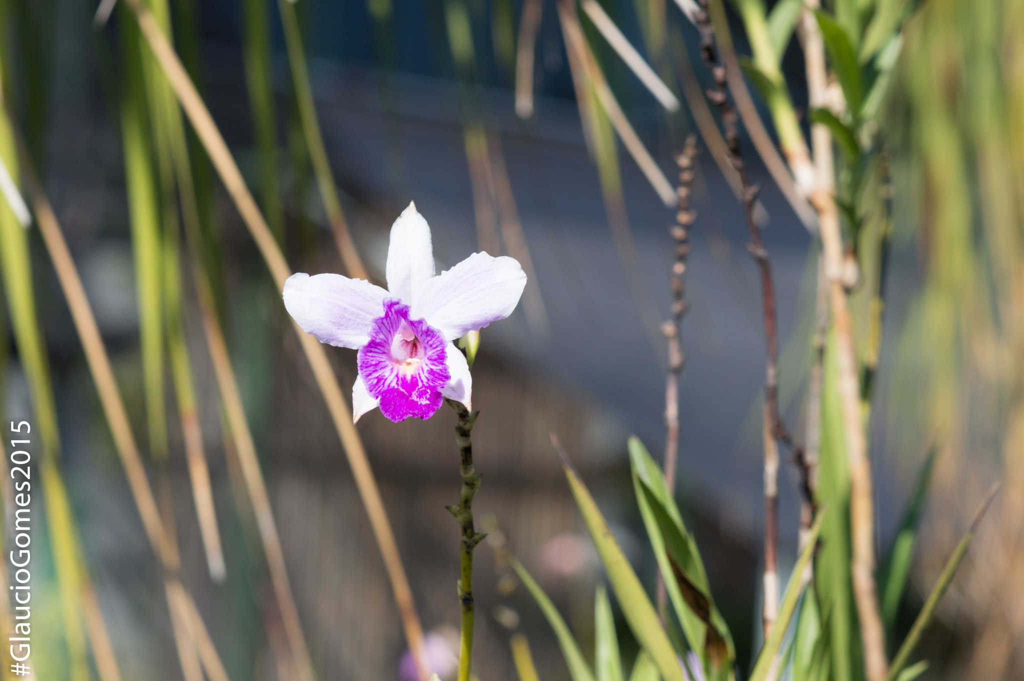 Nikon D3200 + Nikon AF Nikkor 85mm F1.8D sample photo. Dsc_0097.jpg photography