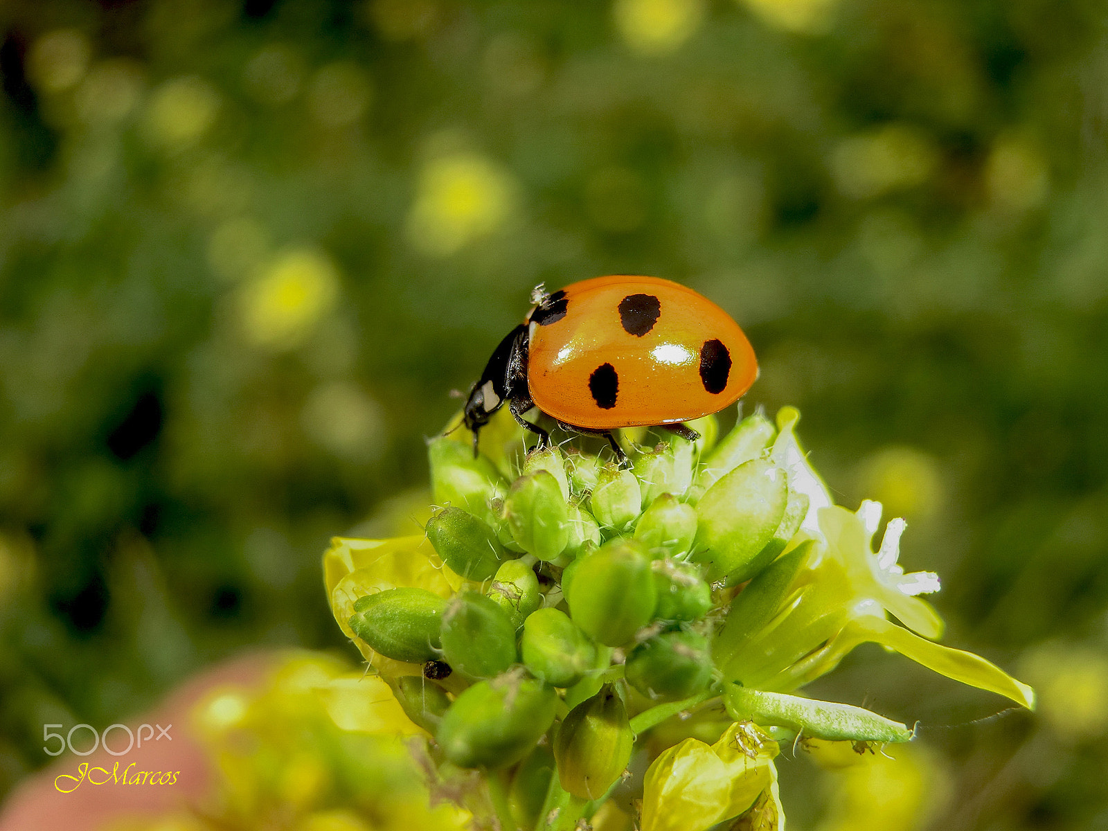 CASIO EX-H30 sample photo. Coccinella algerica photography
