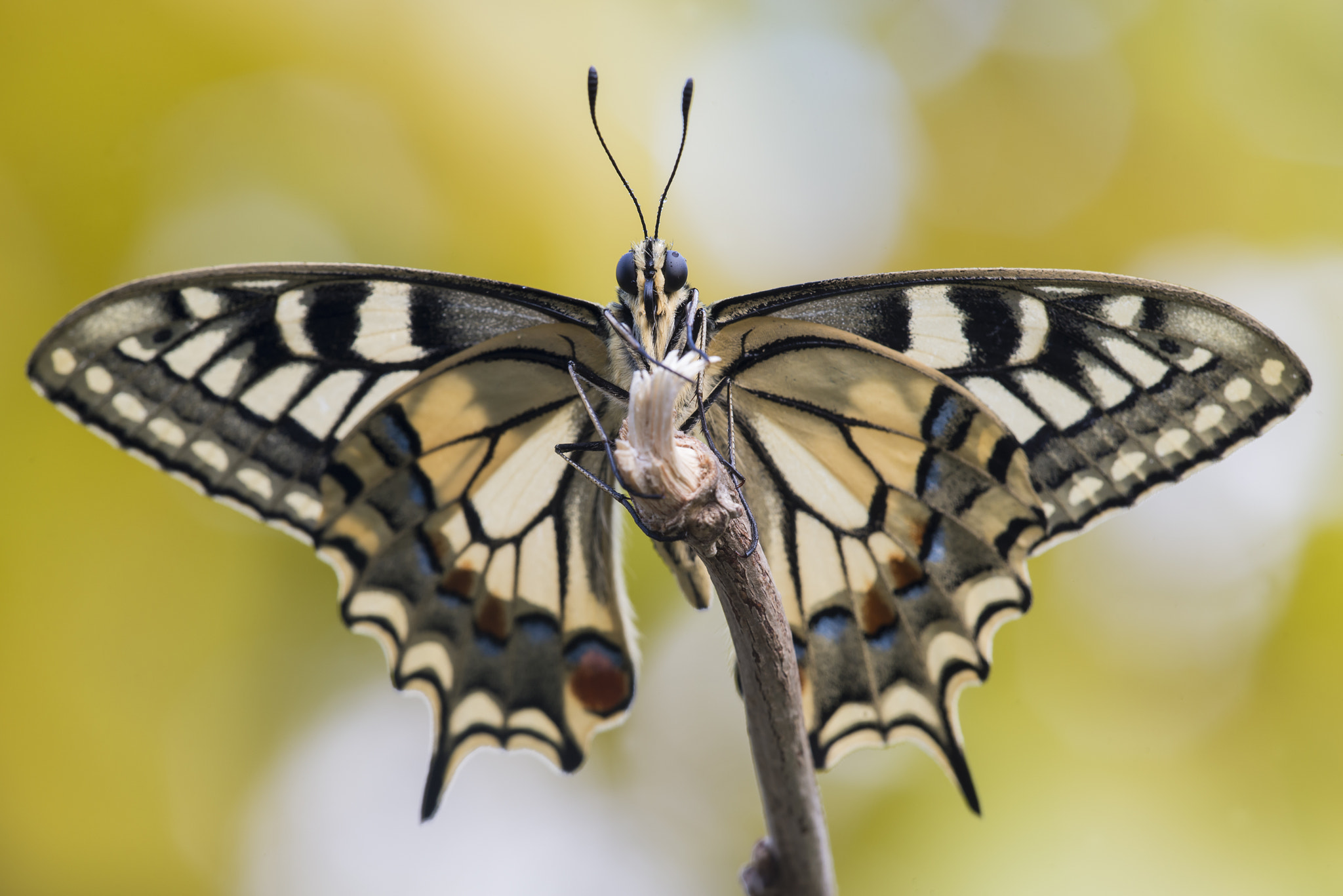 Sigma 150mm F2.8 EX DG Macro HSM sample photo. Sguardo di macaone photography