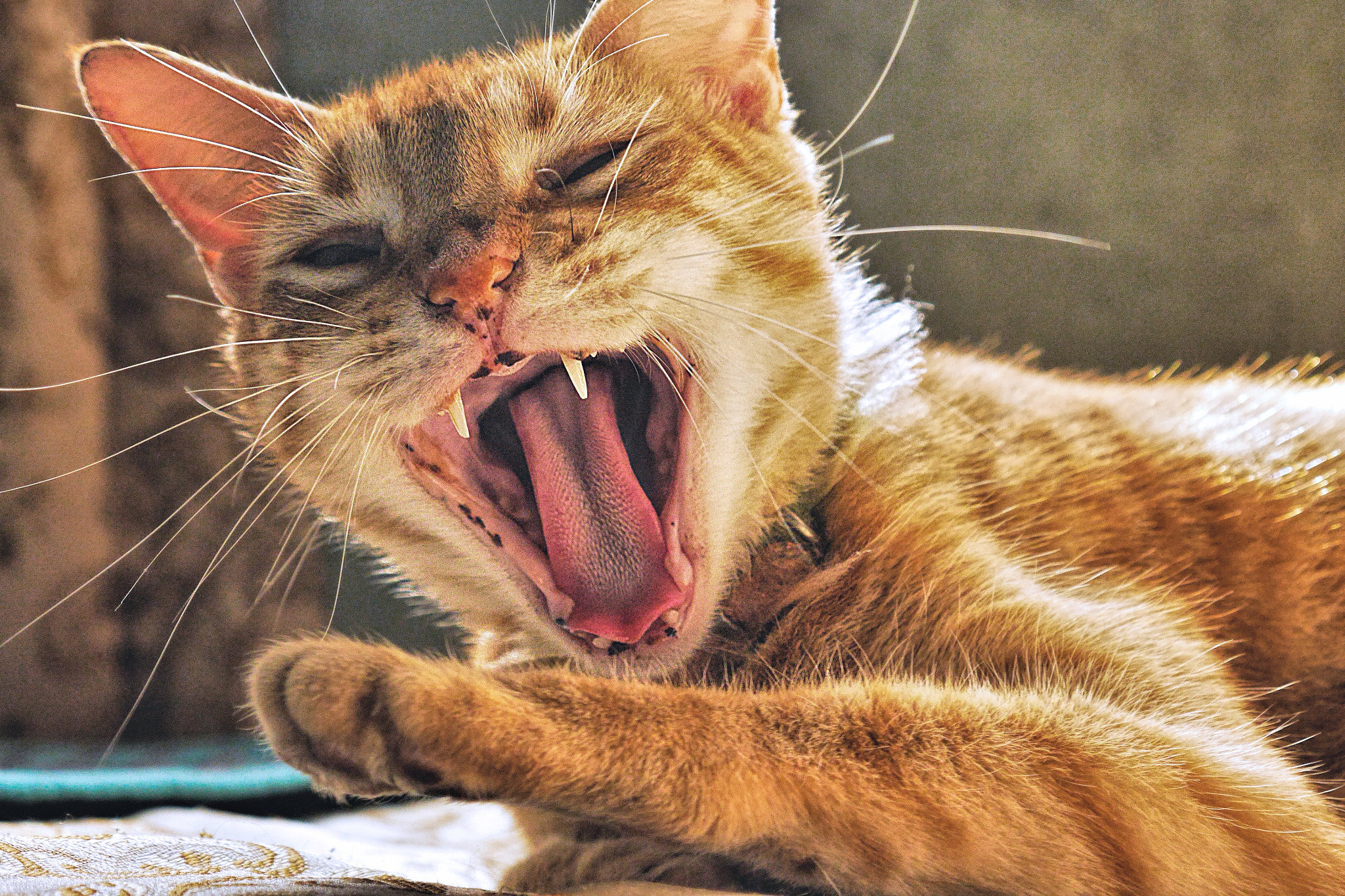 LUMIX G VARIO 14-42/F3.5-5.6 II sample photo. The yawn photography