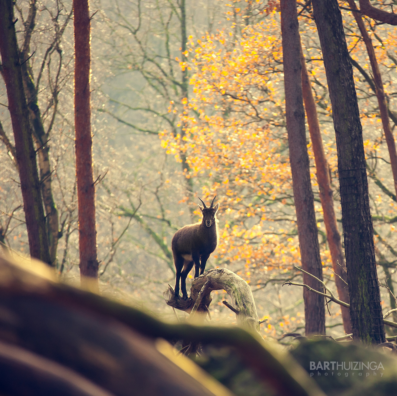 Canon EOS 5D + Sigma 100-300mm f/4 sample photo. Winter's gold photography