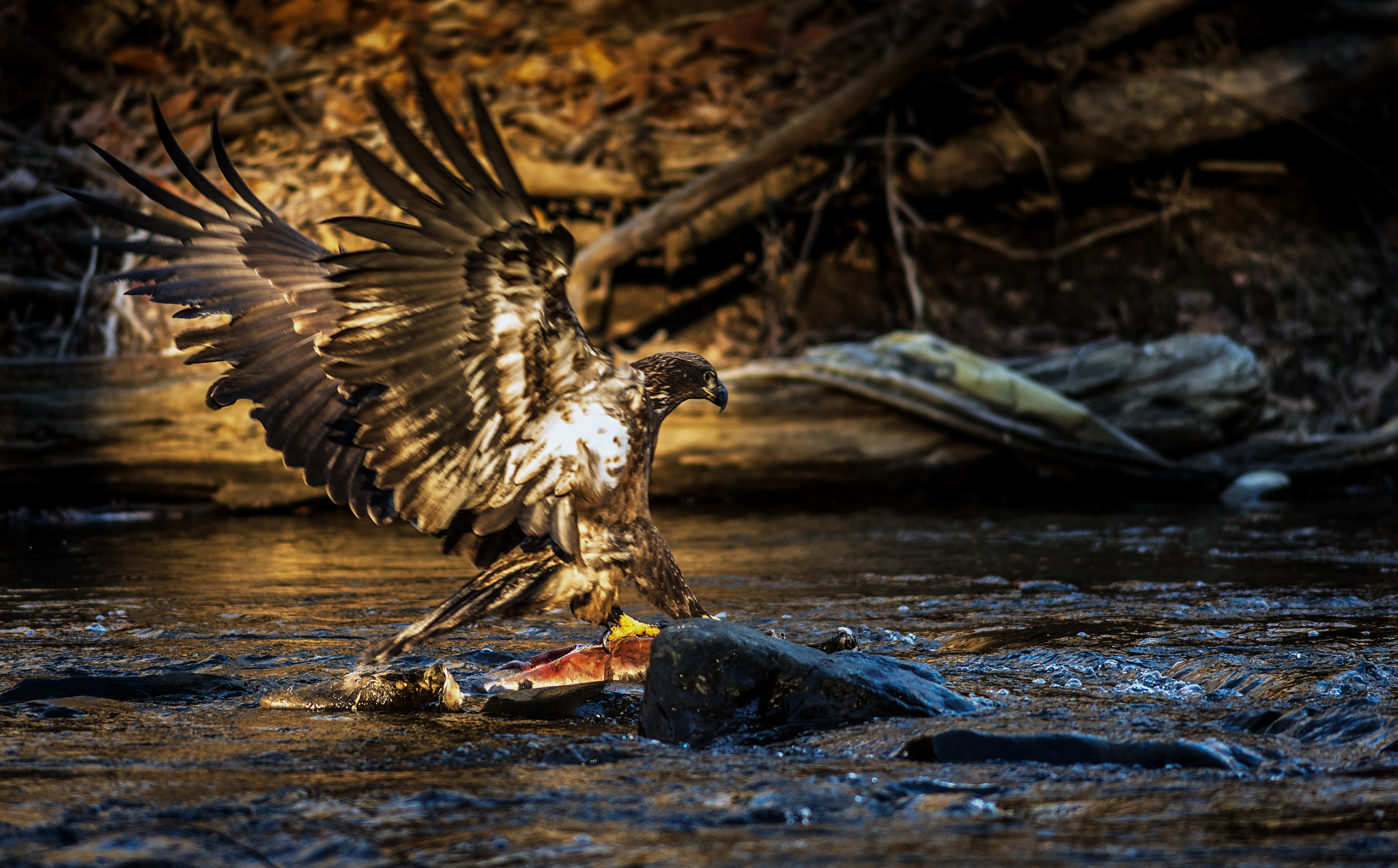 Nikon D4 + AF Nikkor 300mm f/4 IF-ED sample photo. Bald eagle strike photography