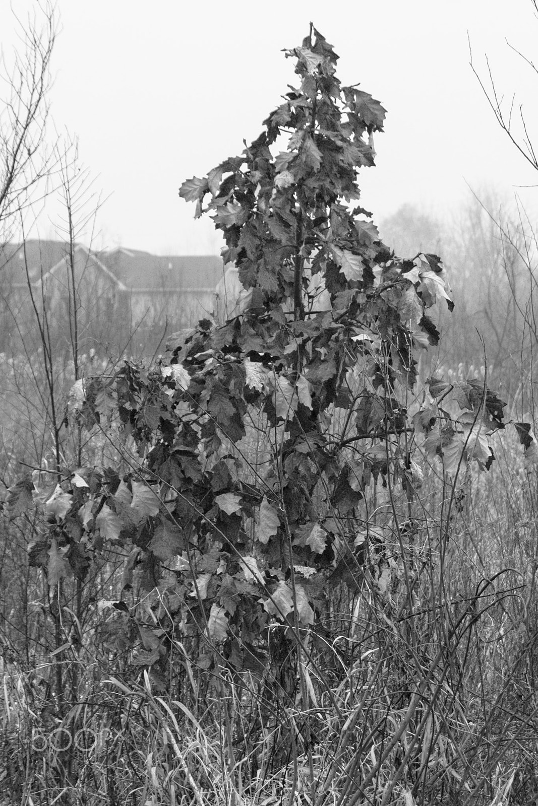 Canon EOS 760D (EOS Rebel T6s / EOS 8000D) sample photo. Lone tree on a foggy morning photography