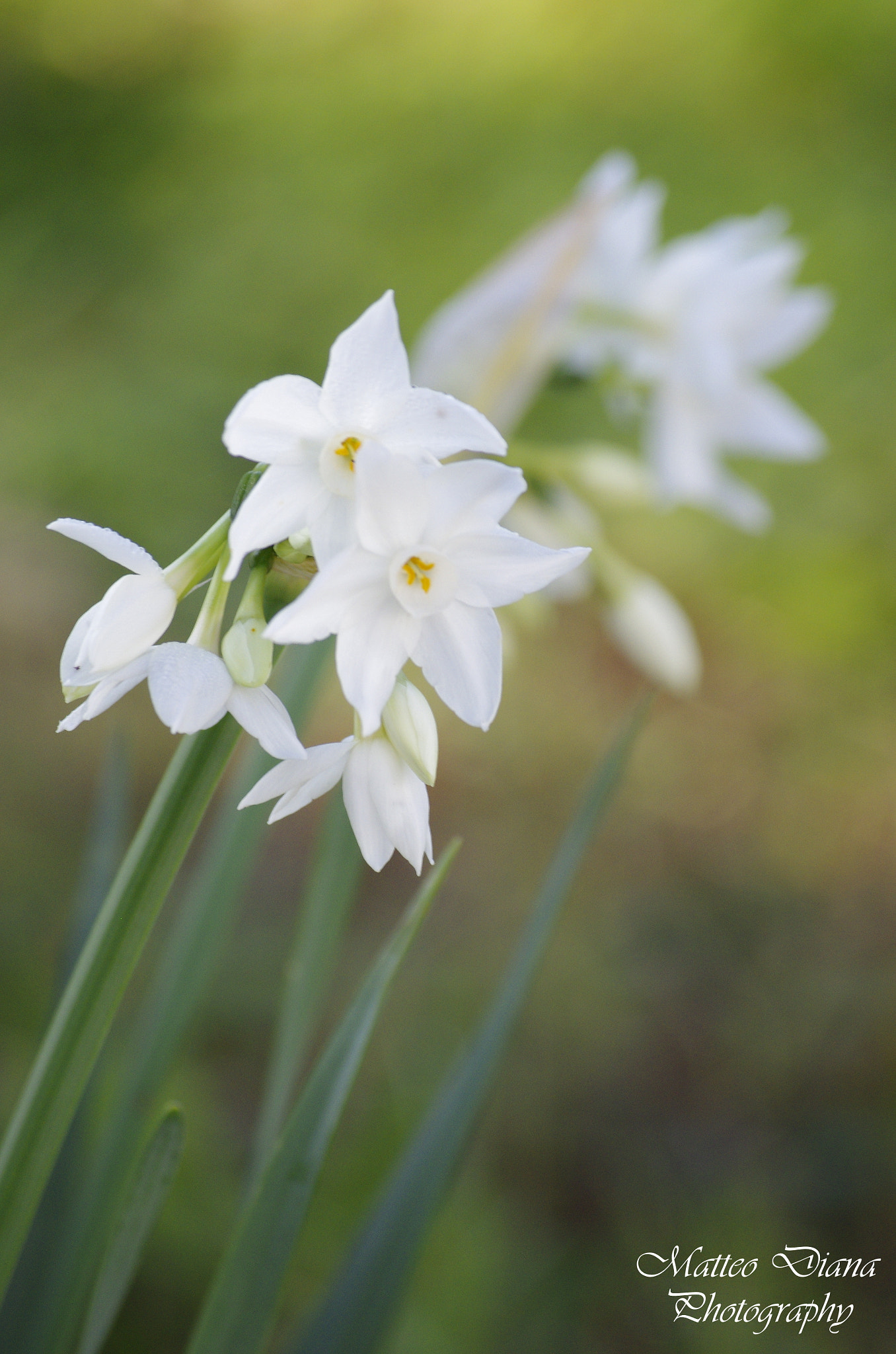 smc PENTAX-DA L 50-200mm F4-5.6 ED sample photo. Narcissus poeticus l. photography