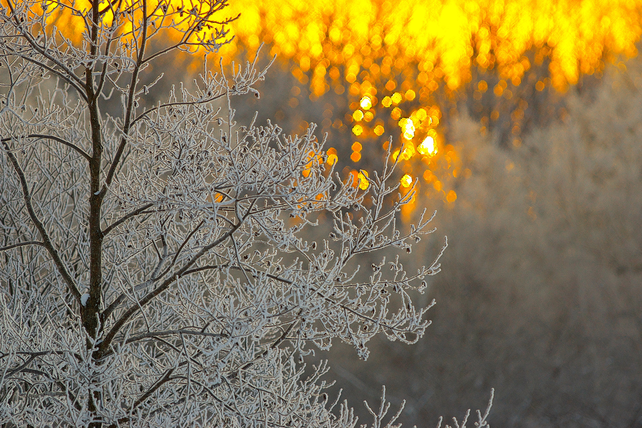 Sony SLT-A77 sample photo. Sunrise frost photography