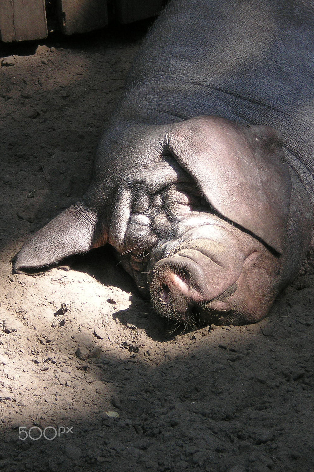 Olympus FE-140,X-725 sample photo. Chinesische faltenschwein photography