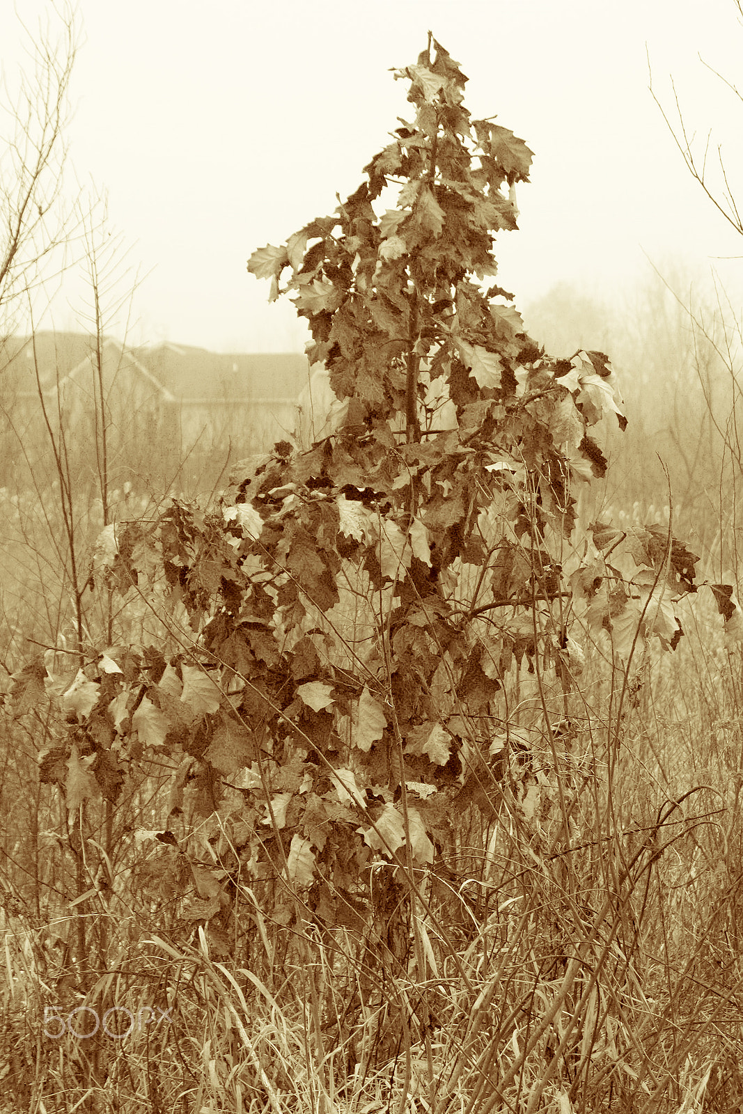 Canon EOS 760D (EOS Rebel T6s / EOS 8000D) sample photo. Toned lone tree on a foggy morning photography