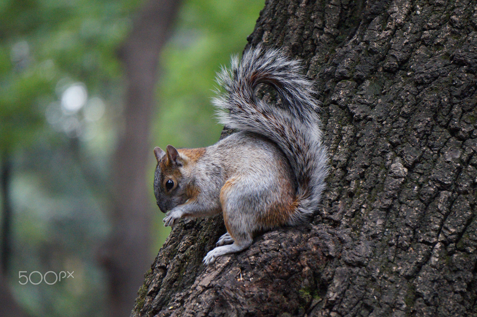 Sony E 55-210mm F4.5-6.3 OSS sample photo. Yummy! photography