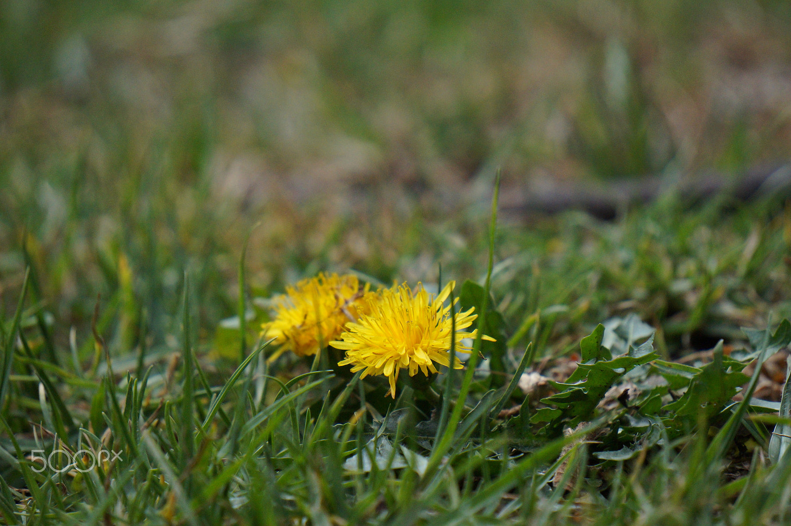 Sony E 55-210mm F4.5-6.3 OSS sample photo. Goldie photography