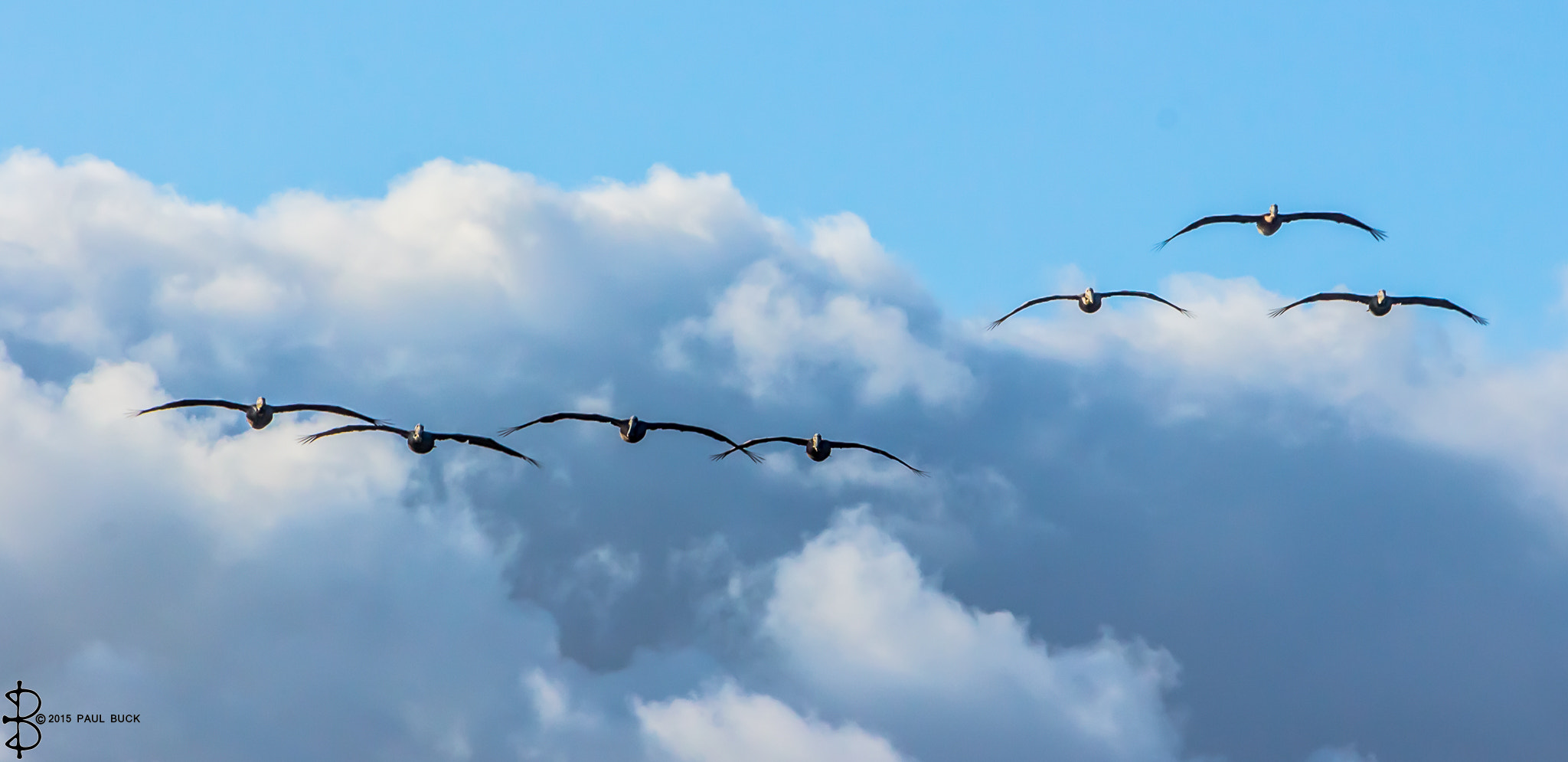 Canon EOS 650D (EOS Rebel T4i / EOS Kiss X6i) + Tamron 18-270mm F3.5-6.3 Di II VC PZD sample photo. A flock of pelicans above the clouds photography