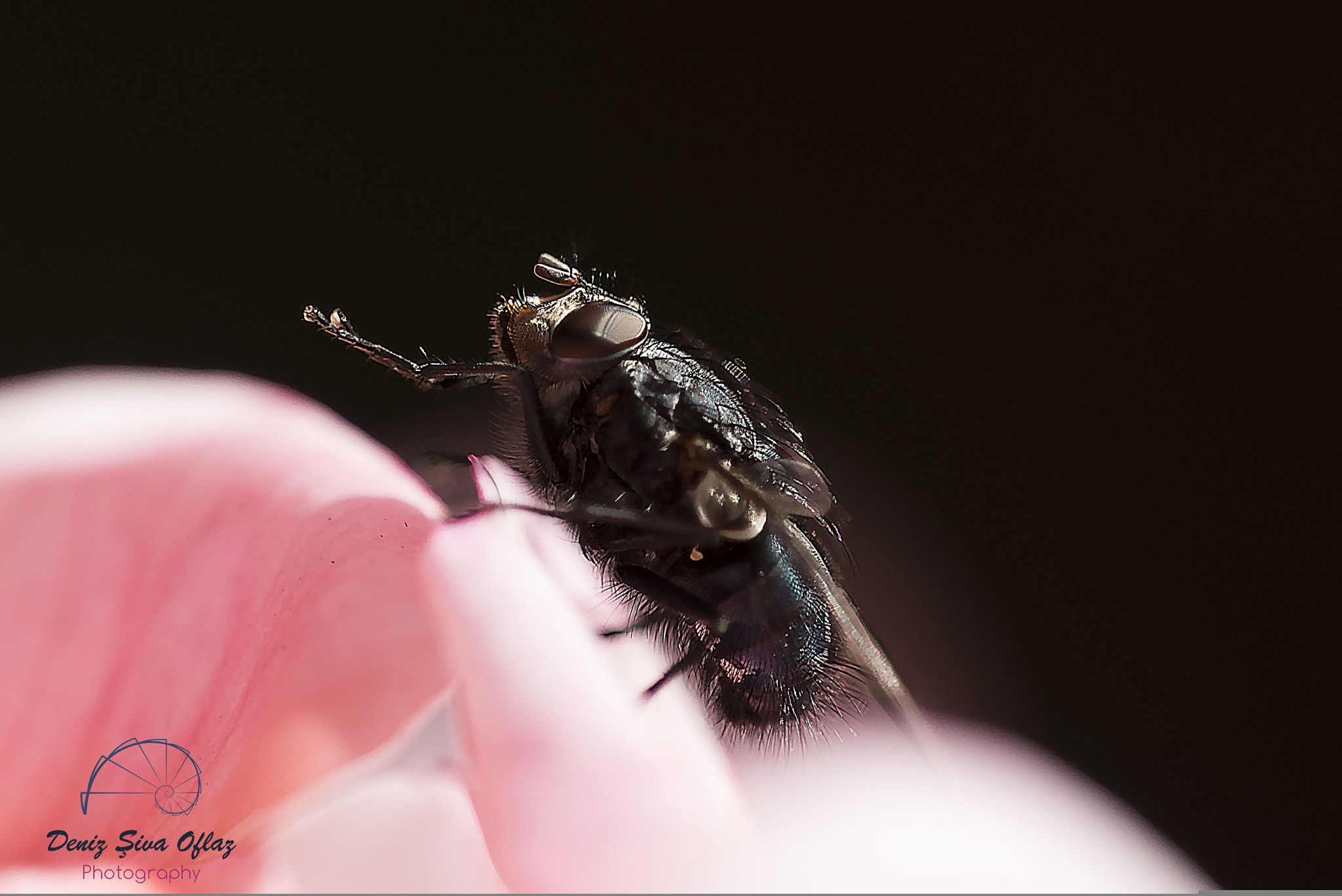 Sigma 150mm F2.8 EX DG Macro HSM sample photo. Musca domestica... photography