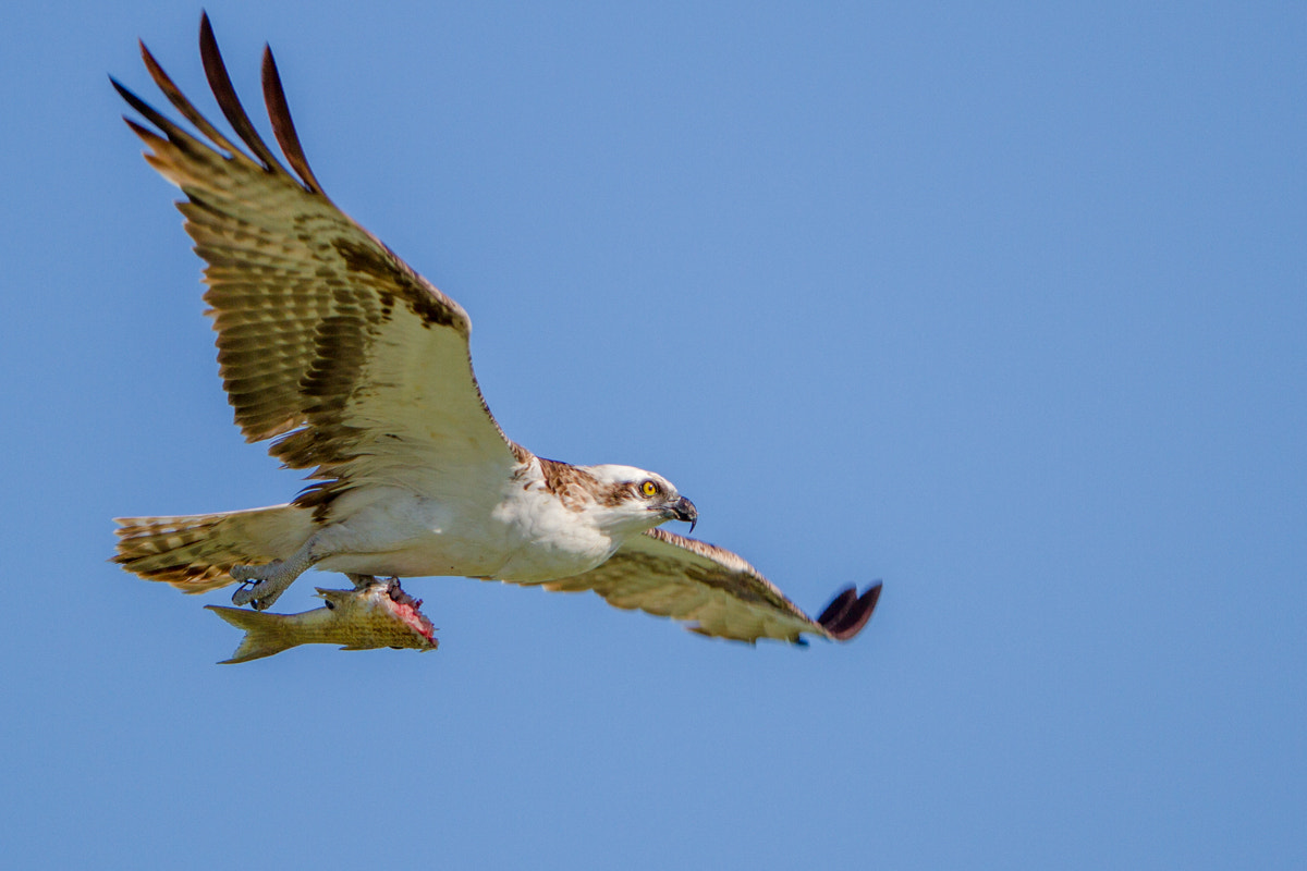 Canon EF 200-400mm F4L IS USM Extender 1.4x sample photo. Osprey photography