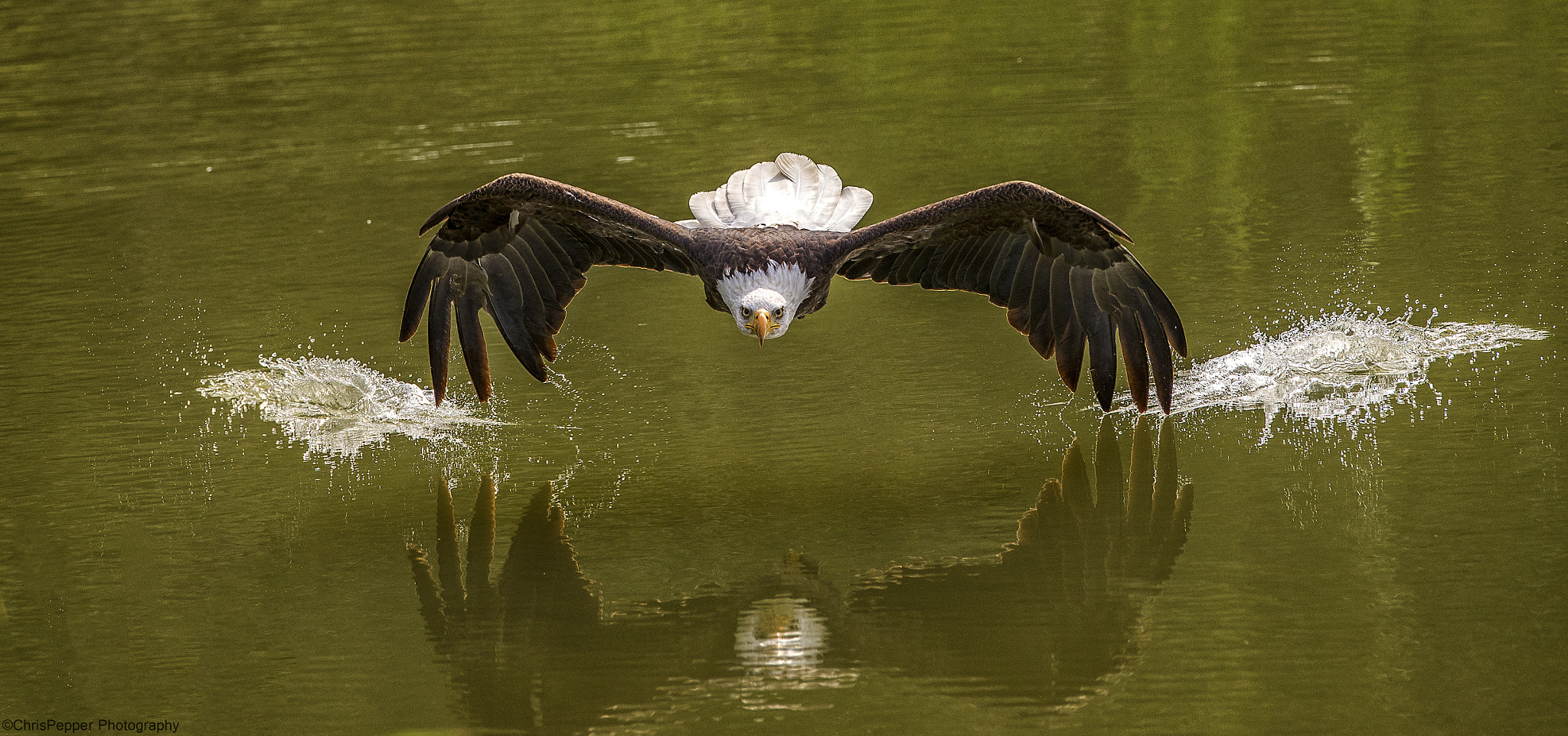 Nikon D610 + Nikon AF-S Nikkor 400mm F2.8G ED VR II sample photo. Wing tips in the water photography
