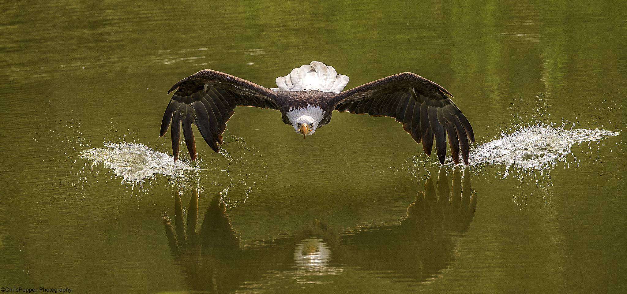 Nikon AF-S Nikkor 400mm F2.8G ED VR II sample photo. Wing tips in the water photography