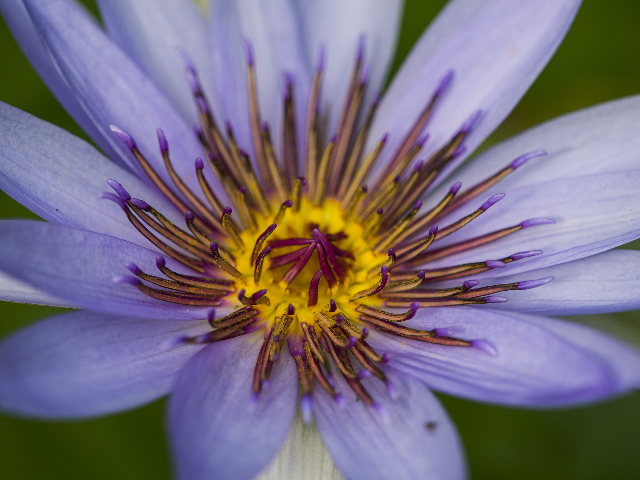 Panasonic Lumix DMC-GH3 + Olympus M.Zuiko Digital ED 40-150mm F2.8 Pro sample photo. Flower 02 photography