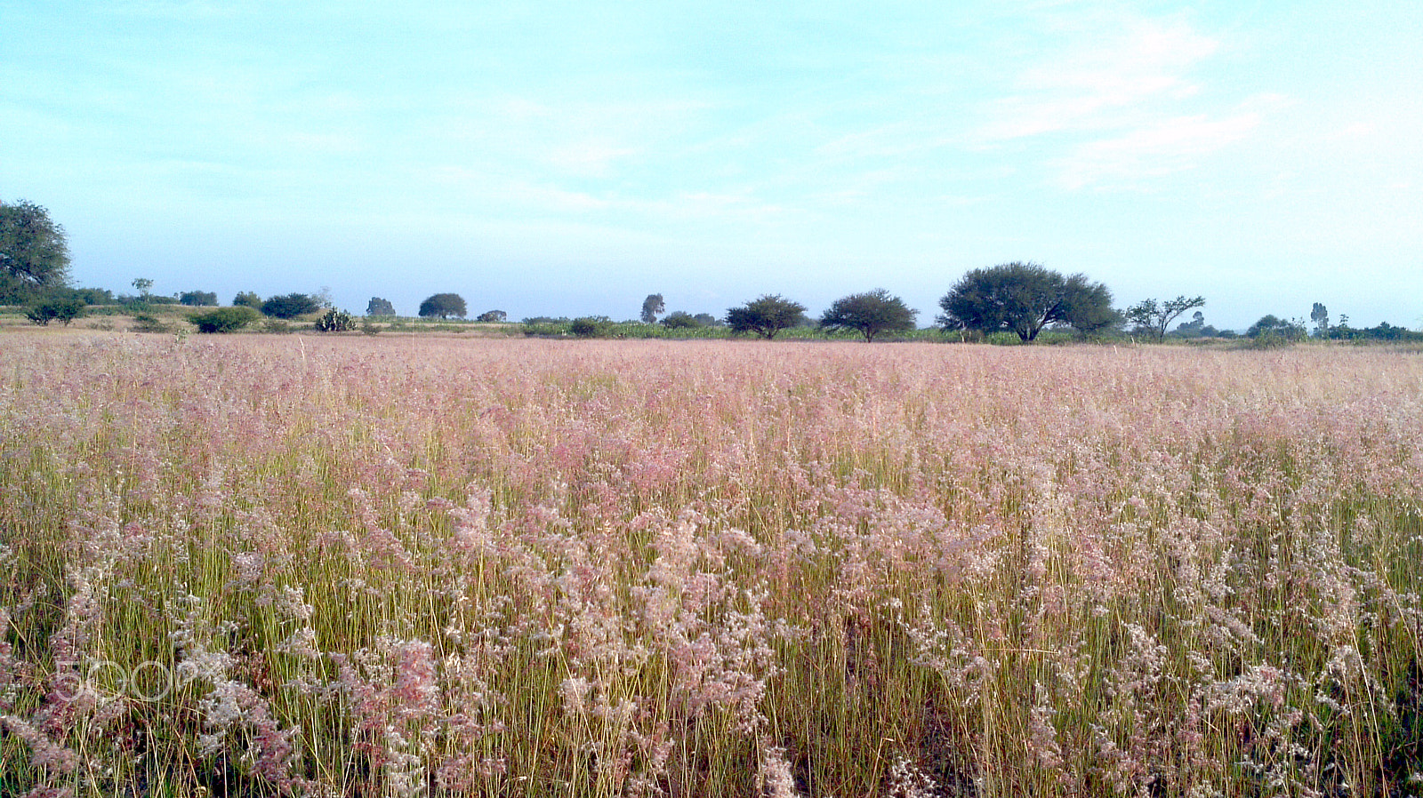 Motorola Atrix sample photo. The grass it's always pinker in the otherside photography