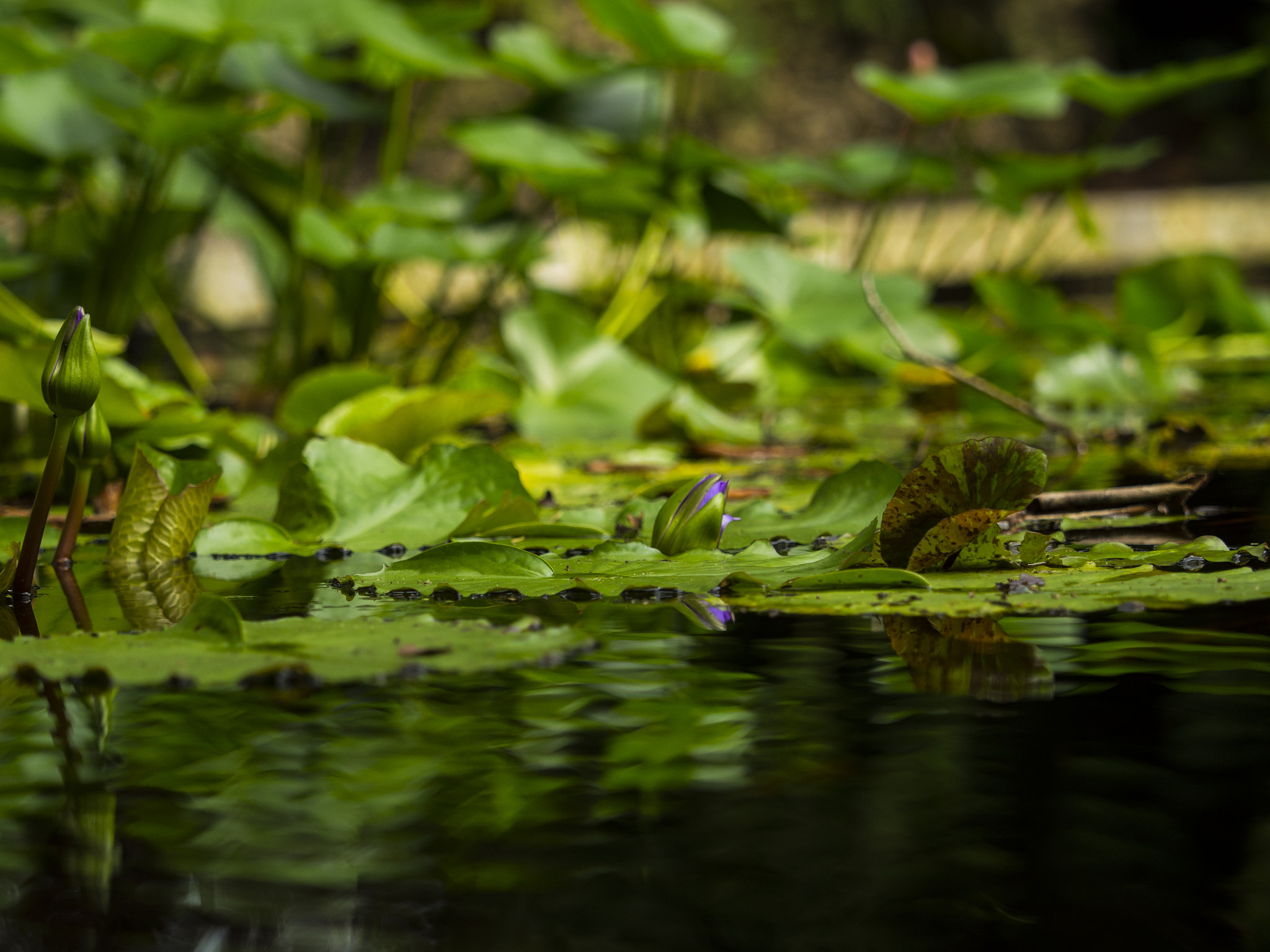 Panasonic Lumix DMC-GH3 + Olympus M.Zuiko Digital ED 40-150mm F2.8 Pro sample photo. Pond 02 photography