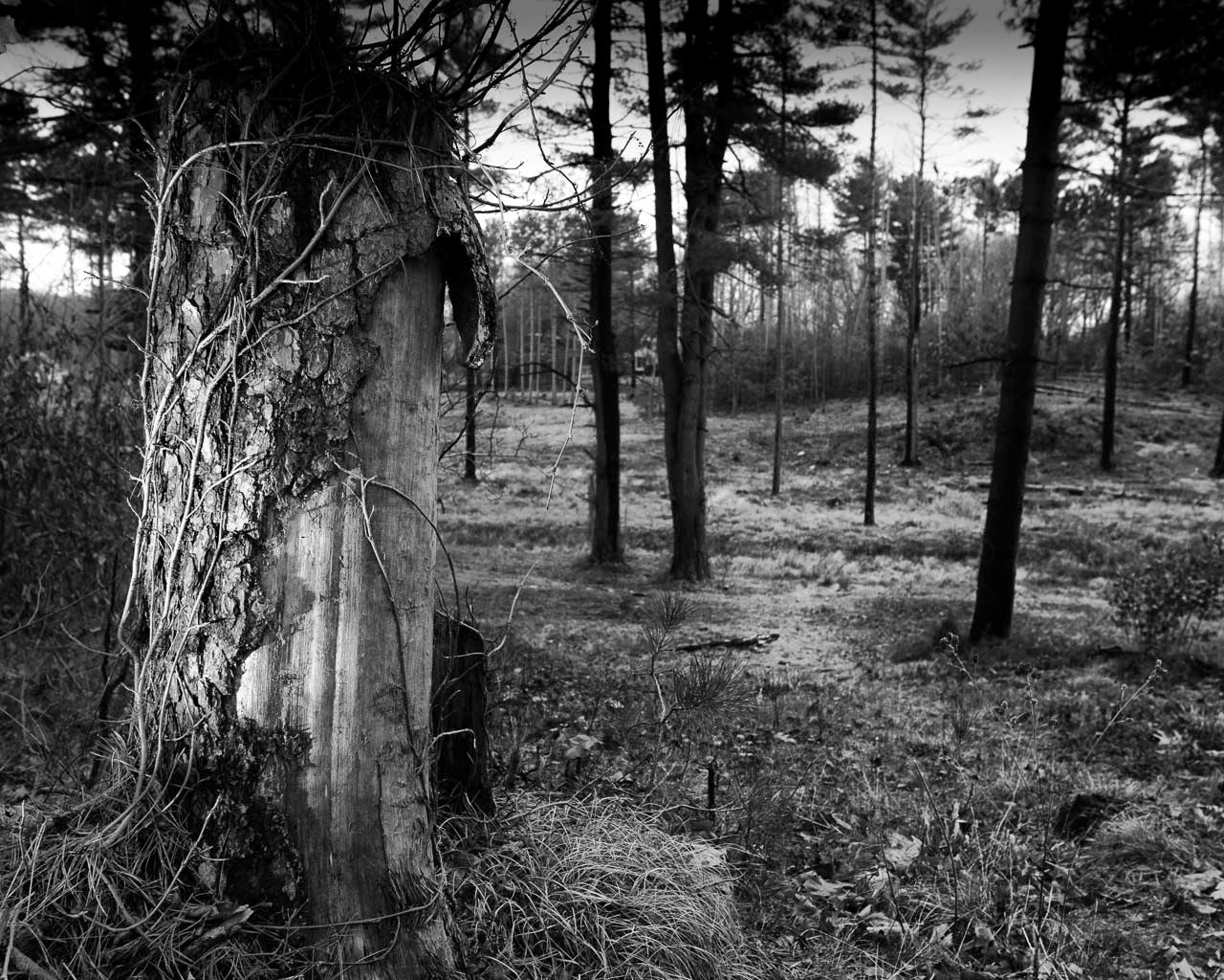 Tokina AT-X Pro 12-24mm F4 (IF) DX sample photo. Tree stump photography