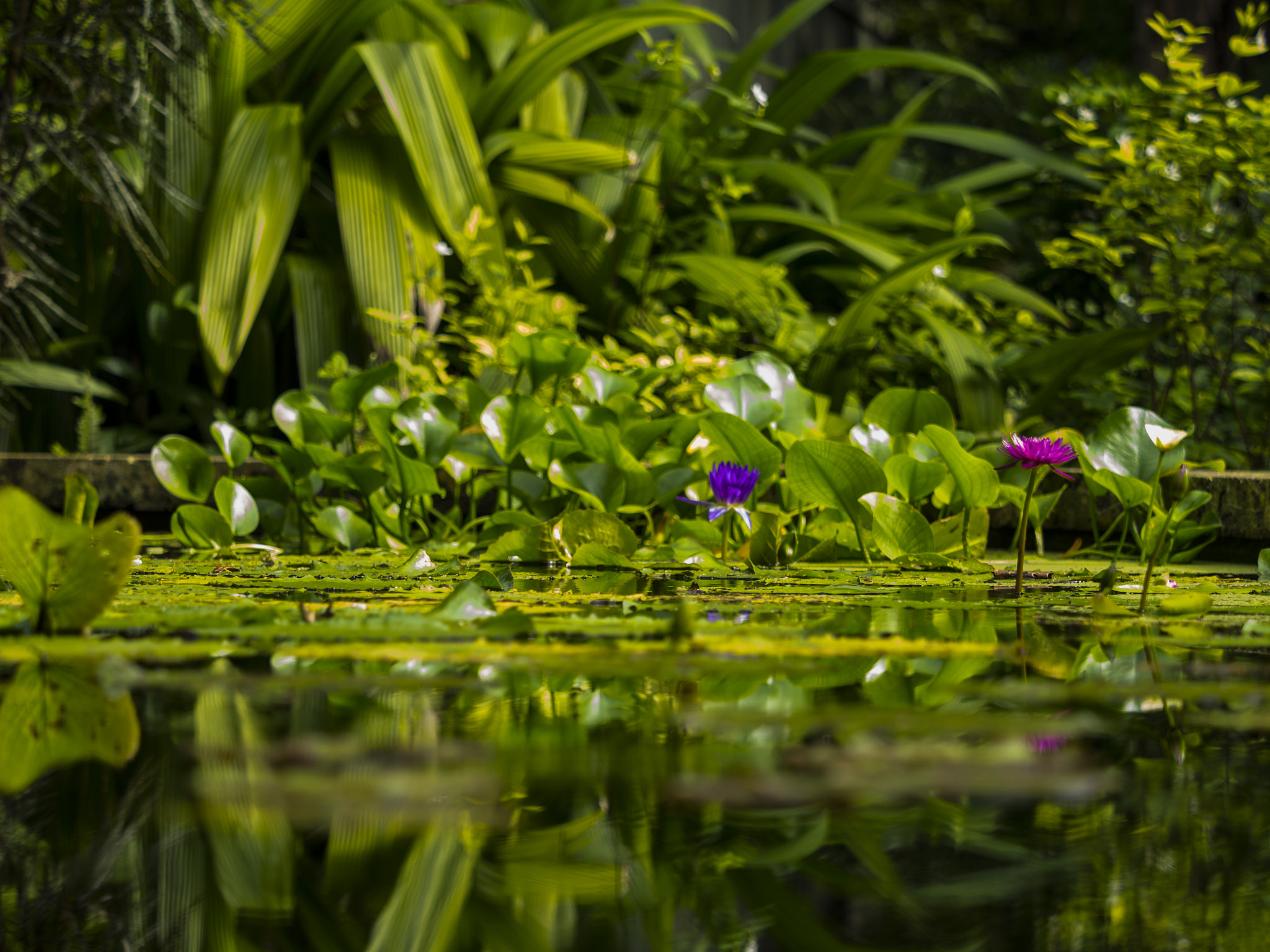 Panasonic Lumix DMC-GH3 + Olympus M.Zuiko Digital ED 40-150mm F2.8 Pro sample photo. Pond 02 photography