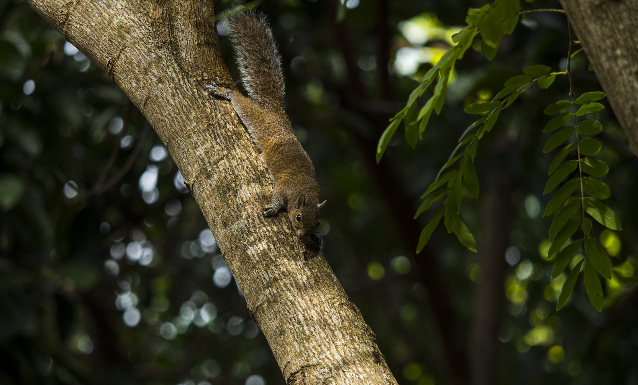 Panasonic Lumix DMC-GH3 + Olympus M.Zuiko Digital ED 40-150mm F2.8 Pro sample photo. Squirrel photography