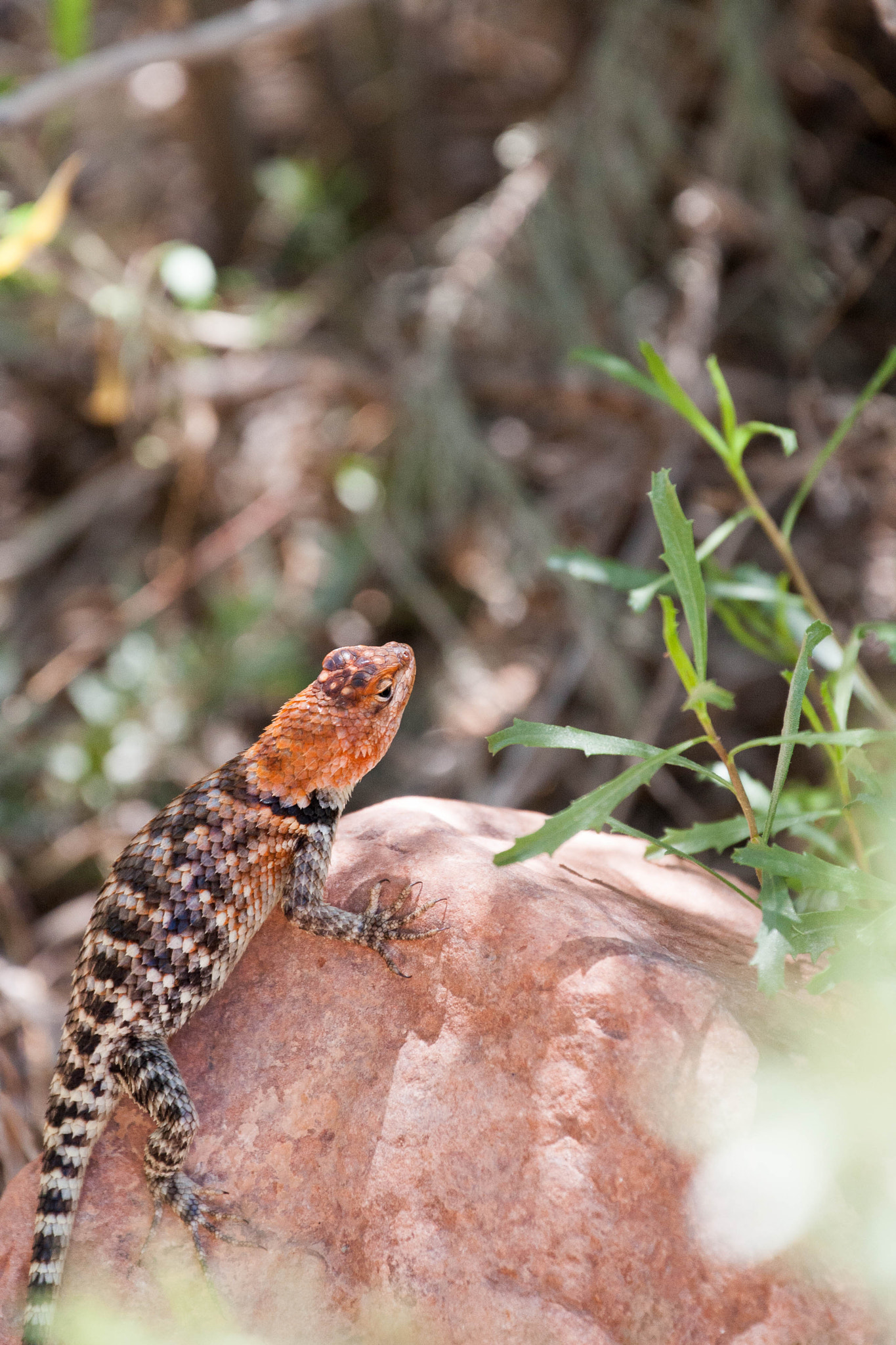 Canon EF 70-300mm F4-5.6L IS USM sample photo. Lizard photography