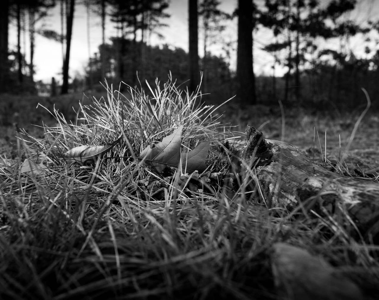 Tokina AT-X Pro 12-24mm F4 (IF) DX sample photo. Dry grass photography