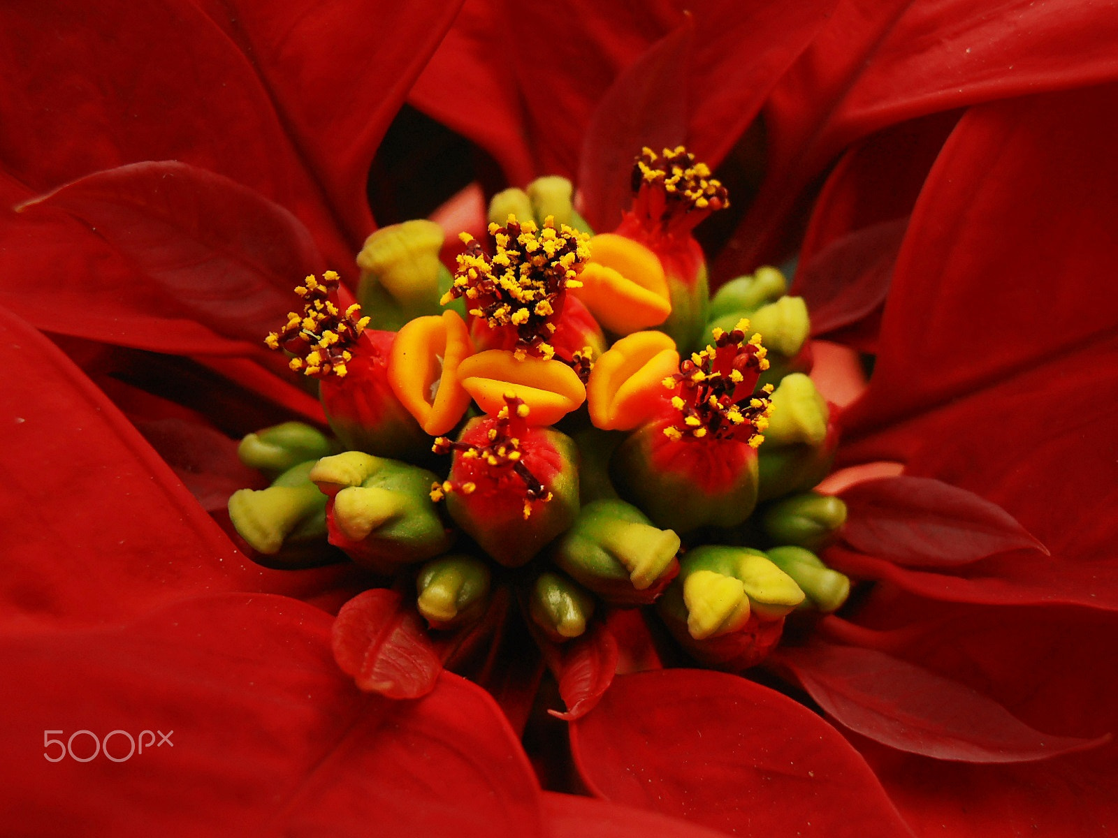 Olympus VR325,VR320,D725 sample photo. Christmas star photography