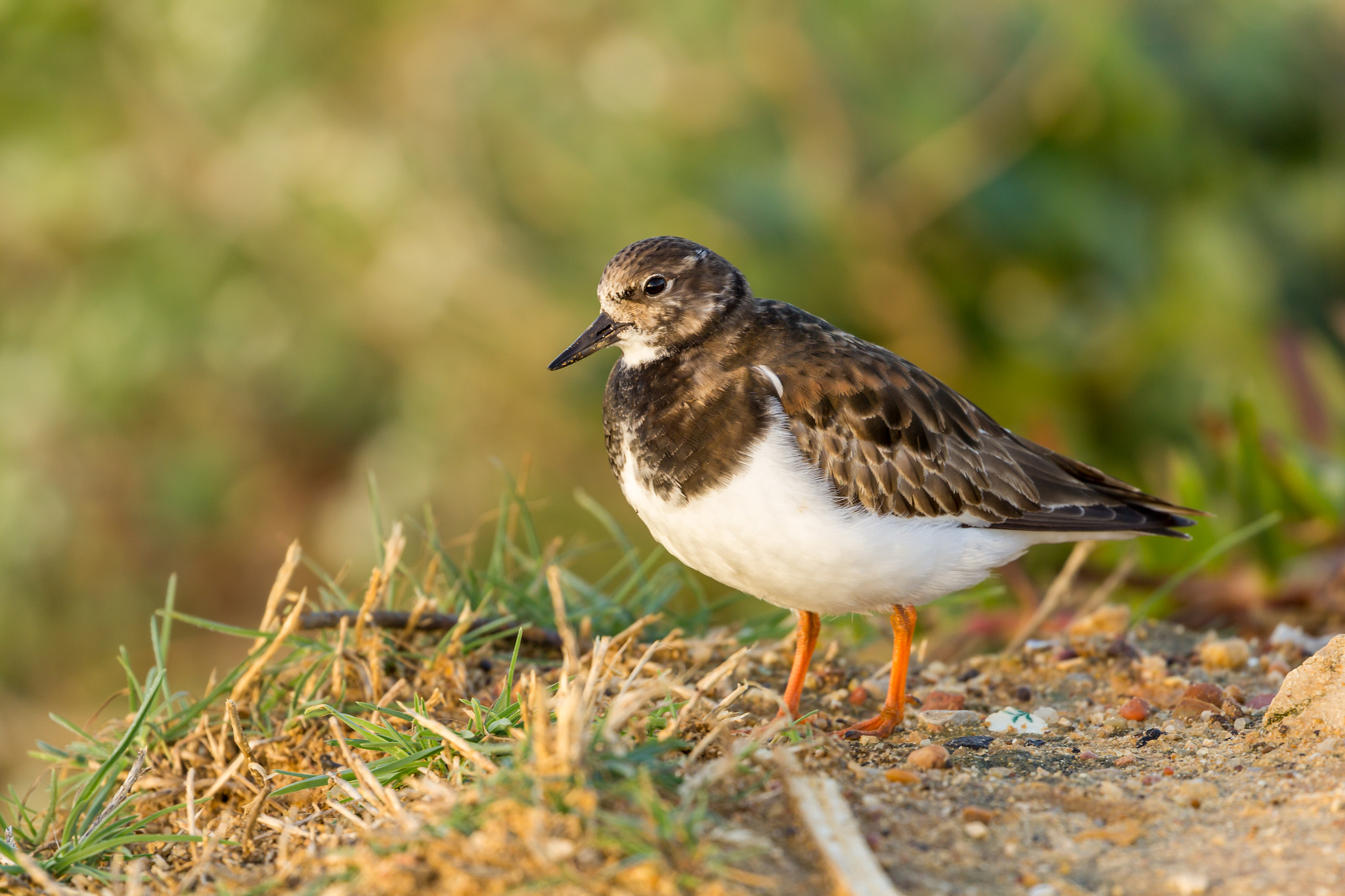 Canon EF 100-400mm F4.5-5.6L IS II USM sample photo. Rola do mar | ruddy turnstone photography