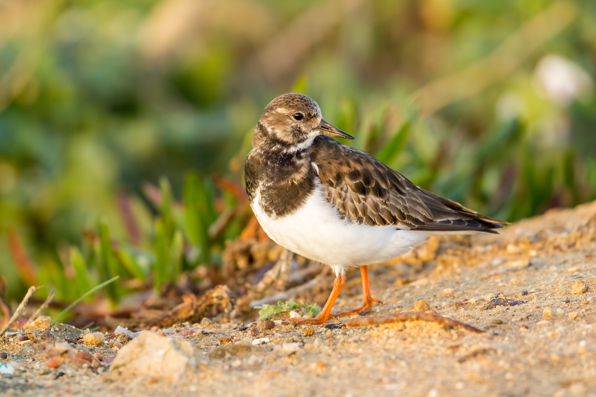 Canon EF 100-400mm F4.5-5.6L IS II USM sample photo. Rola do mar | ruddy turnstone photography