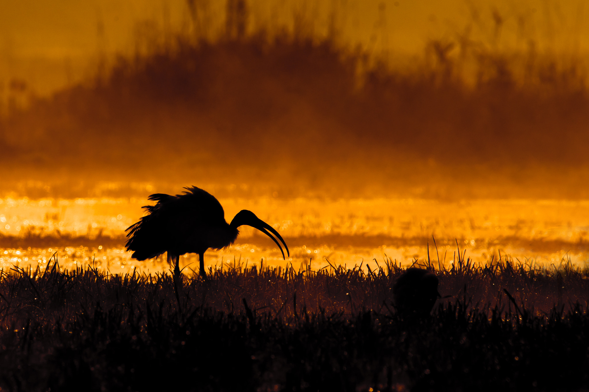 Canon EF 300mm F4L IS USM sample photo. Ibis sacro photography