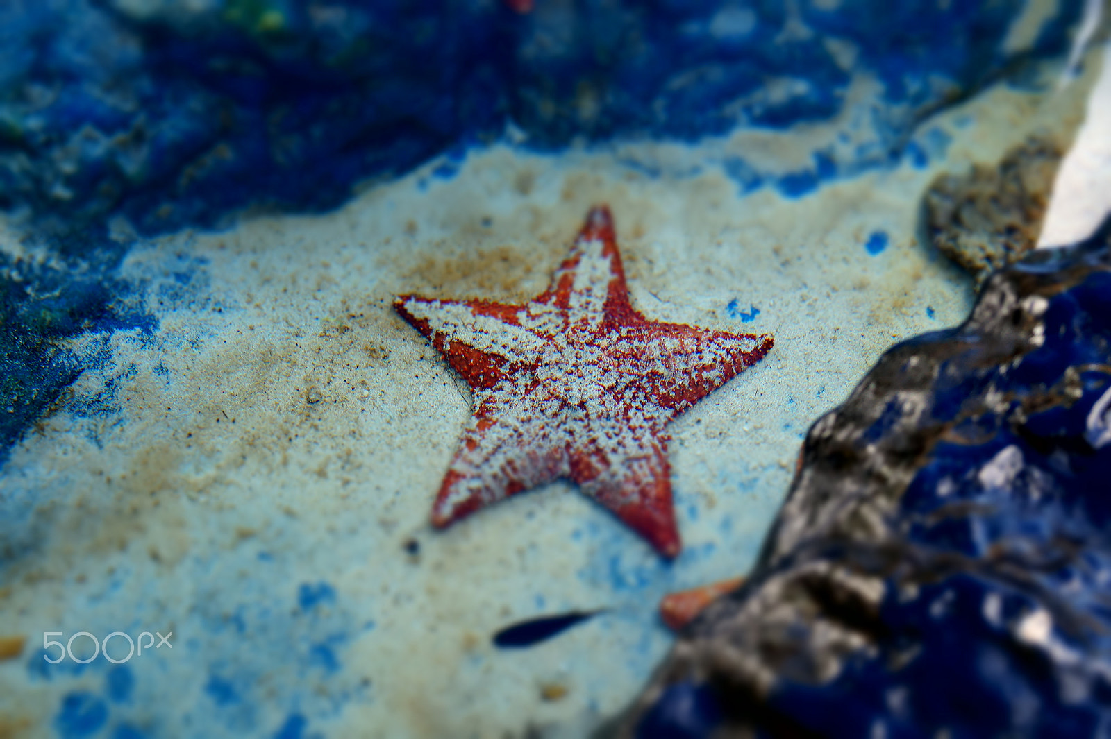 Sony E 18-50mm F4-5.6 sample photo. Tiny starfish photography