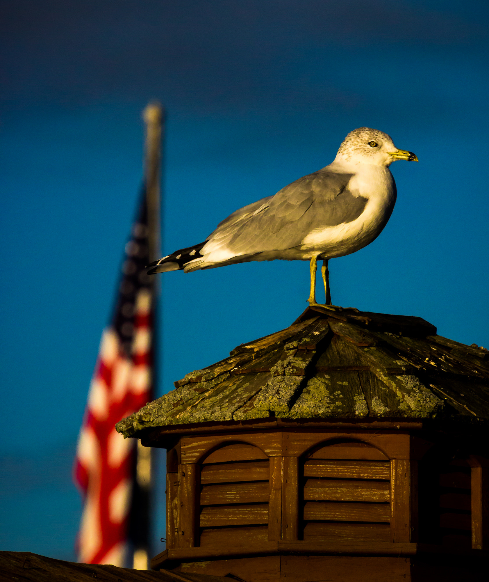 Canon EF 100-400mm F4.5-5.6L IS USM sample photo. American gull photography
