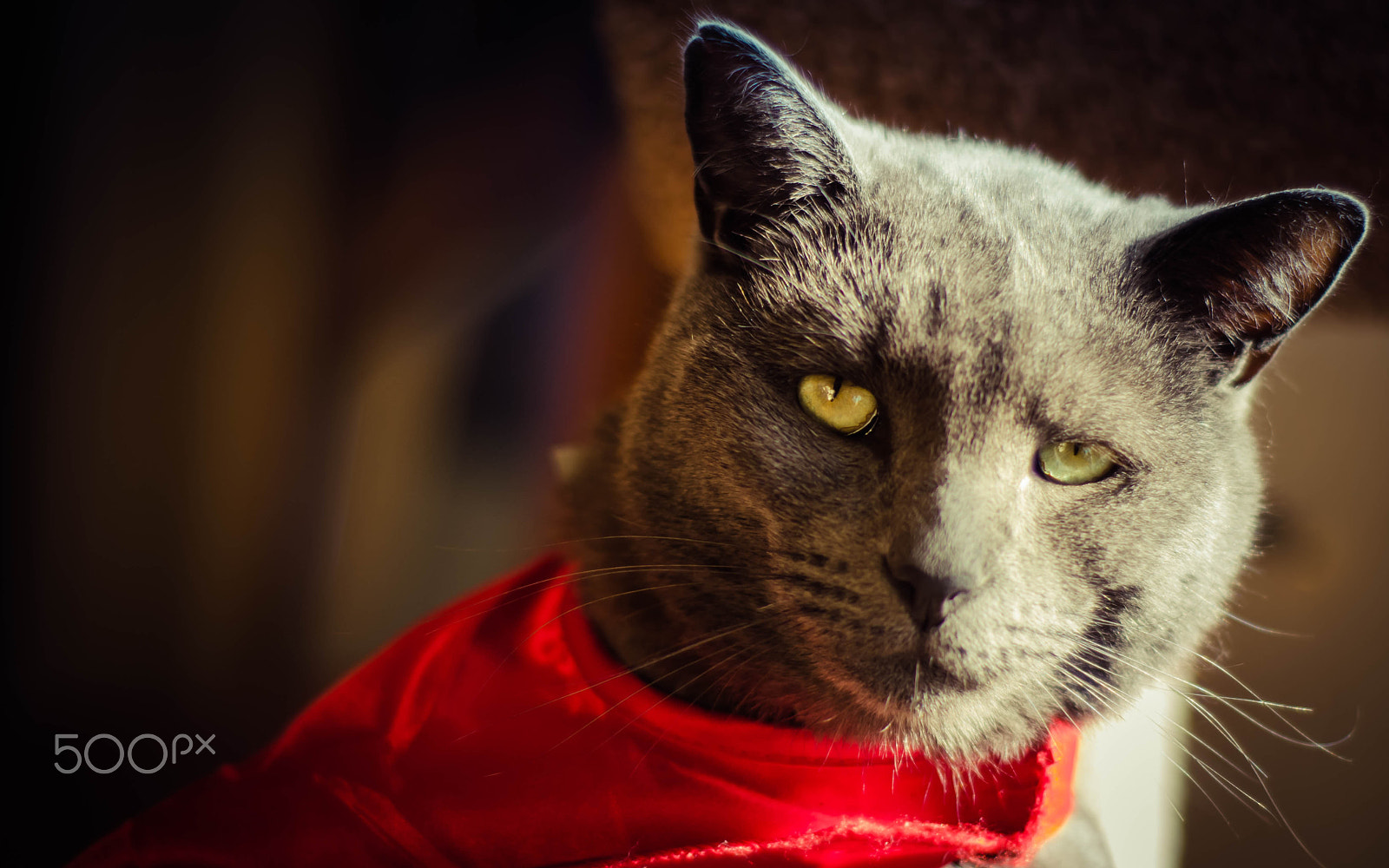 Nikon D5100 + Nikon AF Nikkor 50mm F1.8D sample photo. Why are you looking at me? photography