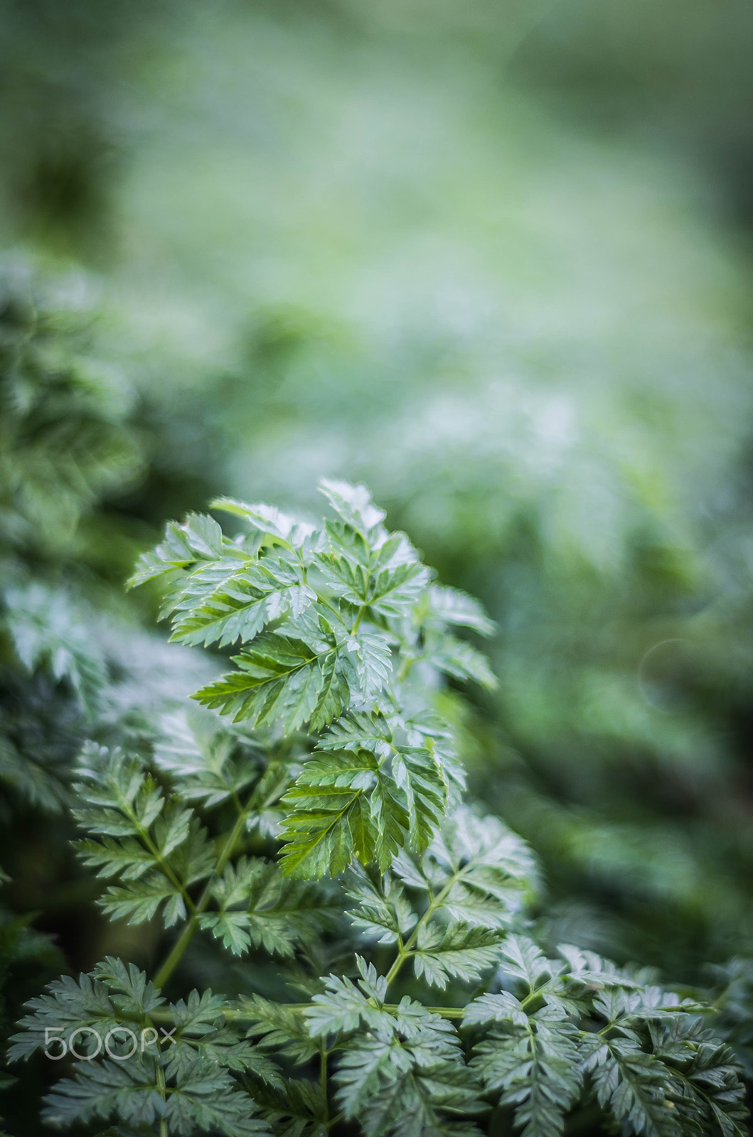 Nikon D5100 + Nikon AF Nikkor 50mm F1.8D sample photo. Smol leaves photography
