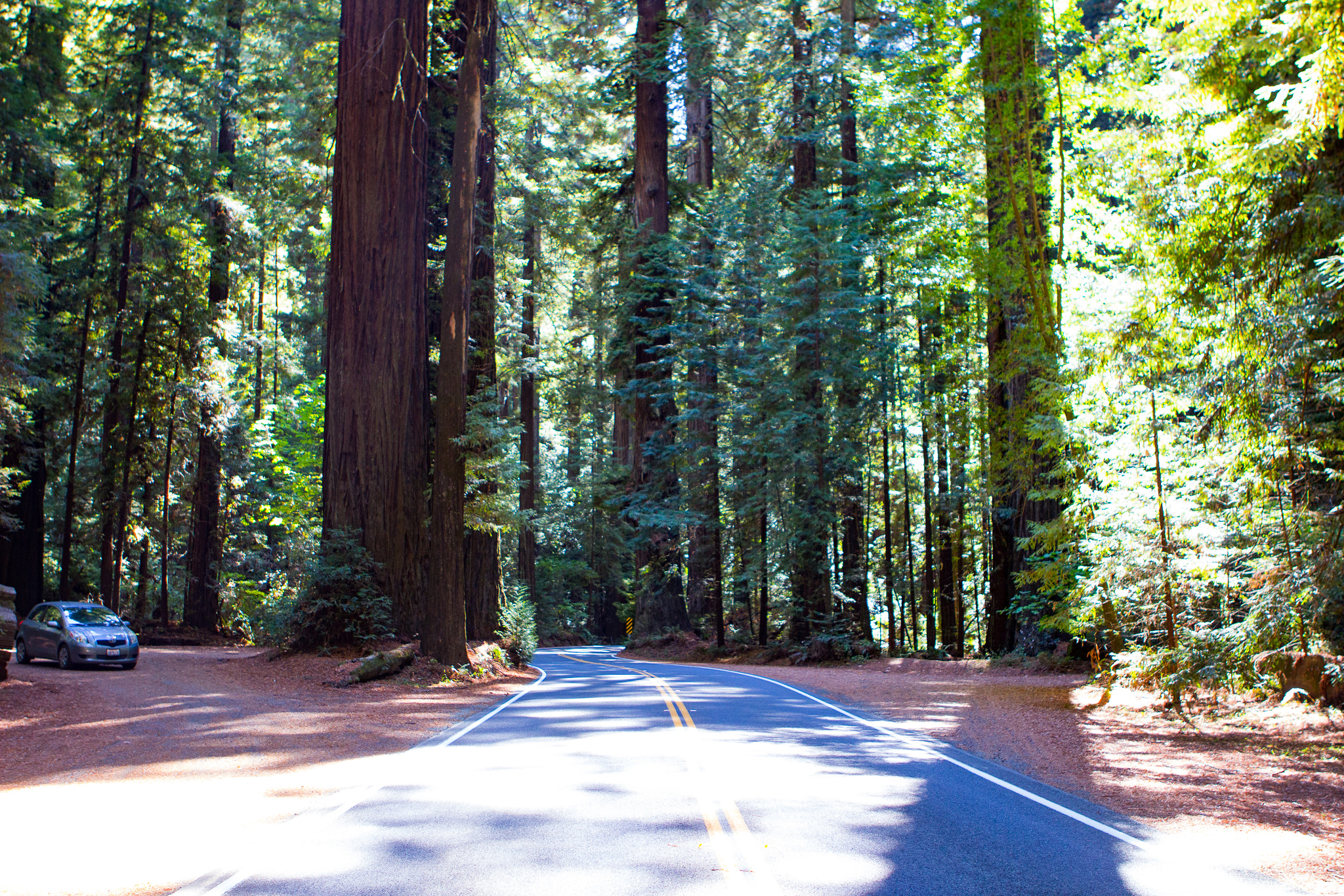 Canon EF 24-70mm F2.8L USM sample photo. Avenue of the giants photography