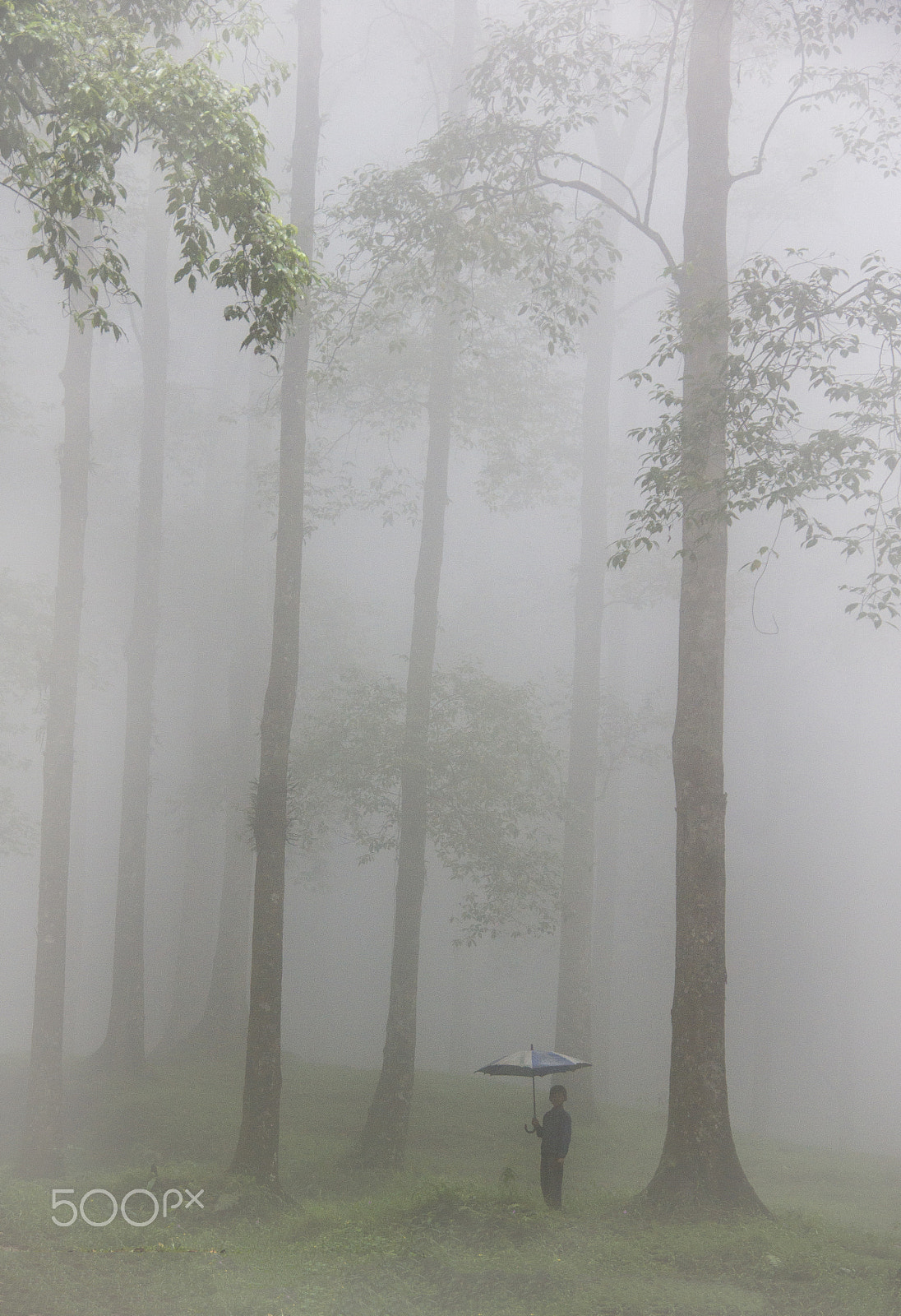 Sony Alpha DSLR-A560 sample photo. Misty photography