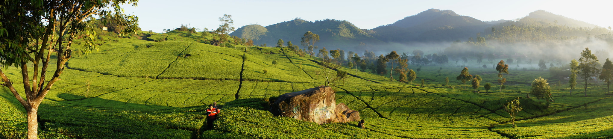 Sony Alpha DSLR-A560 sample photo. Green tea photography