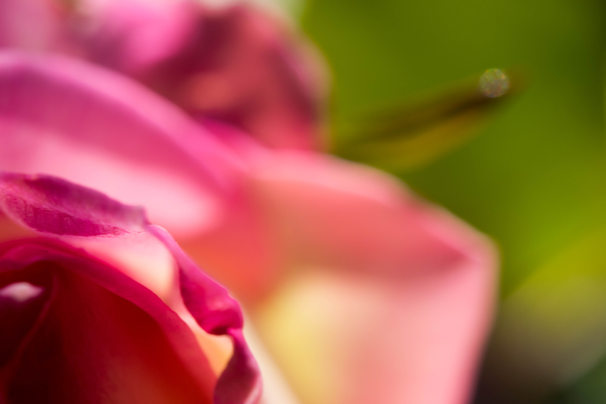 Nikon AF-S Micro-Nikkor 60mm F2.8G ED sample photo. On the edge photography